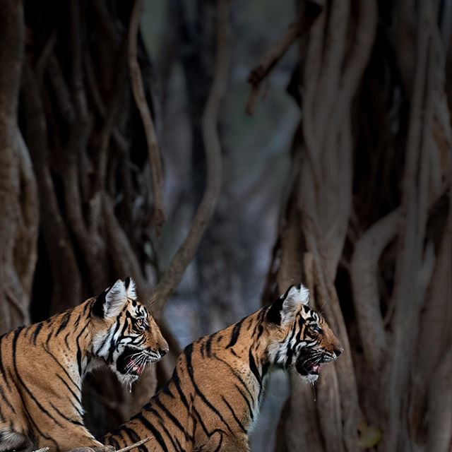 Cubs of Arrowhead in Ranathambore