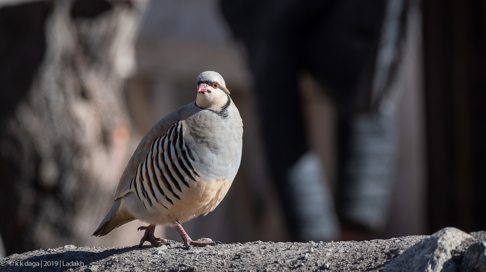 Chukar Partridge