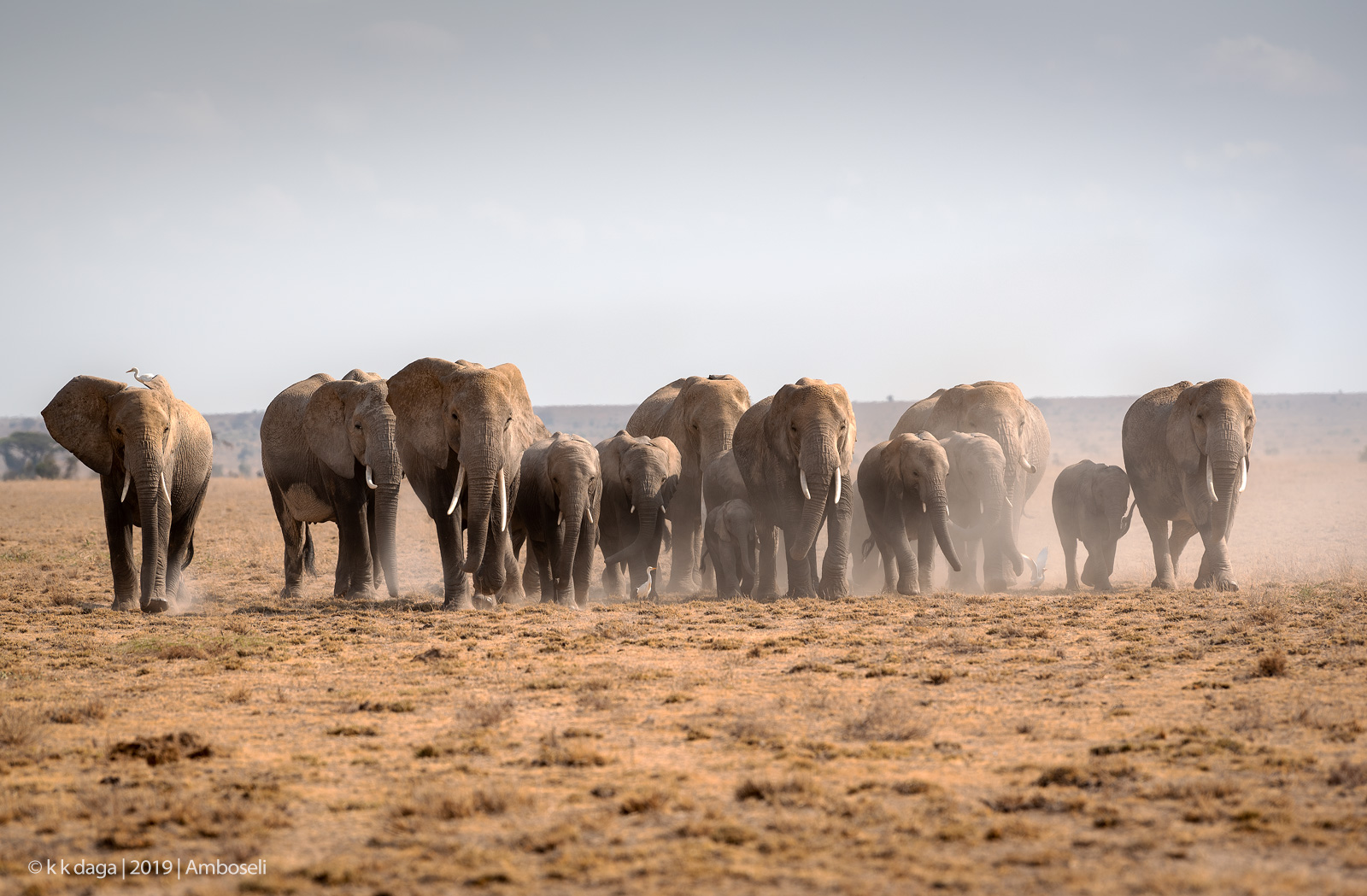 Elephant Herd at Amboseli Natonal Park