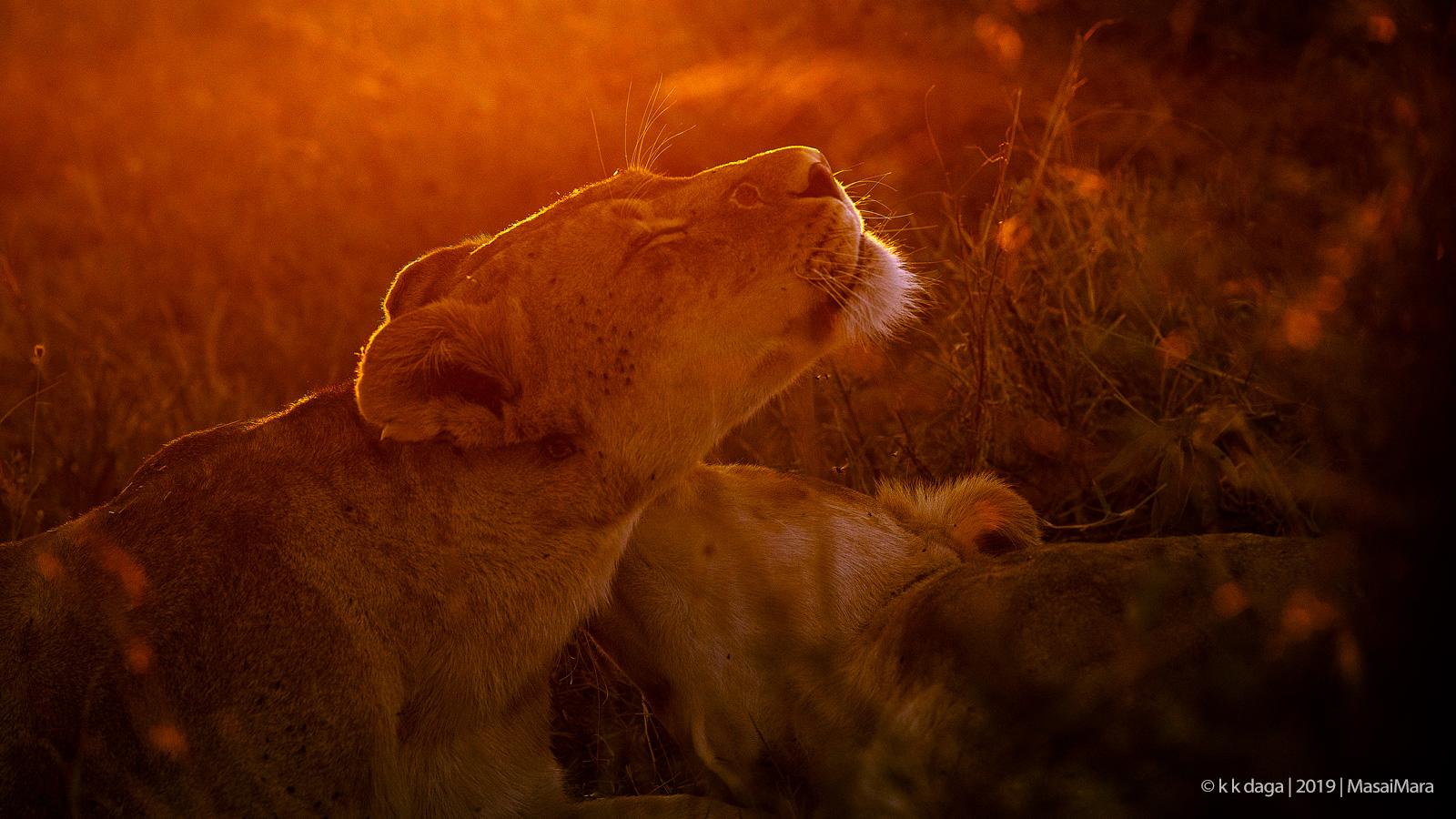 Lioness during sunset at MasaiMara