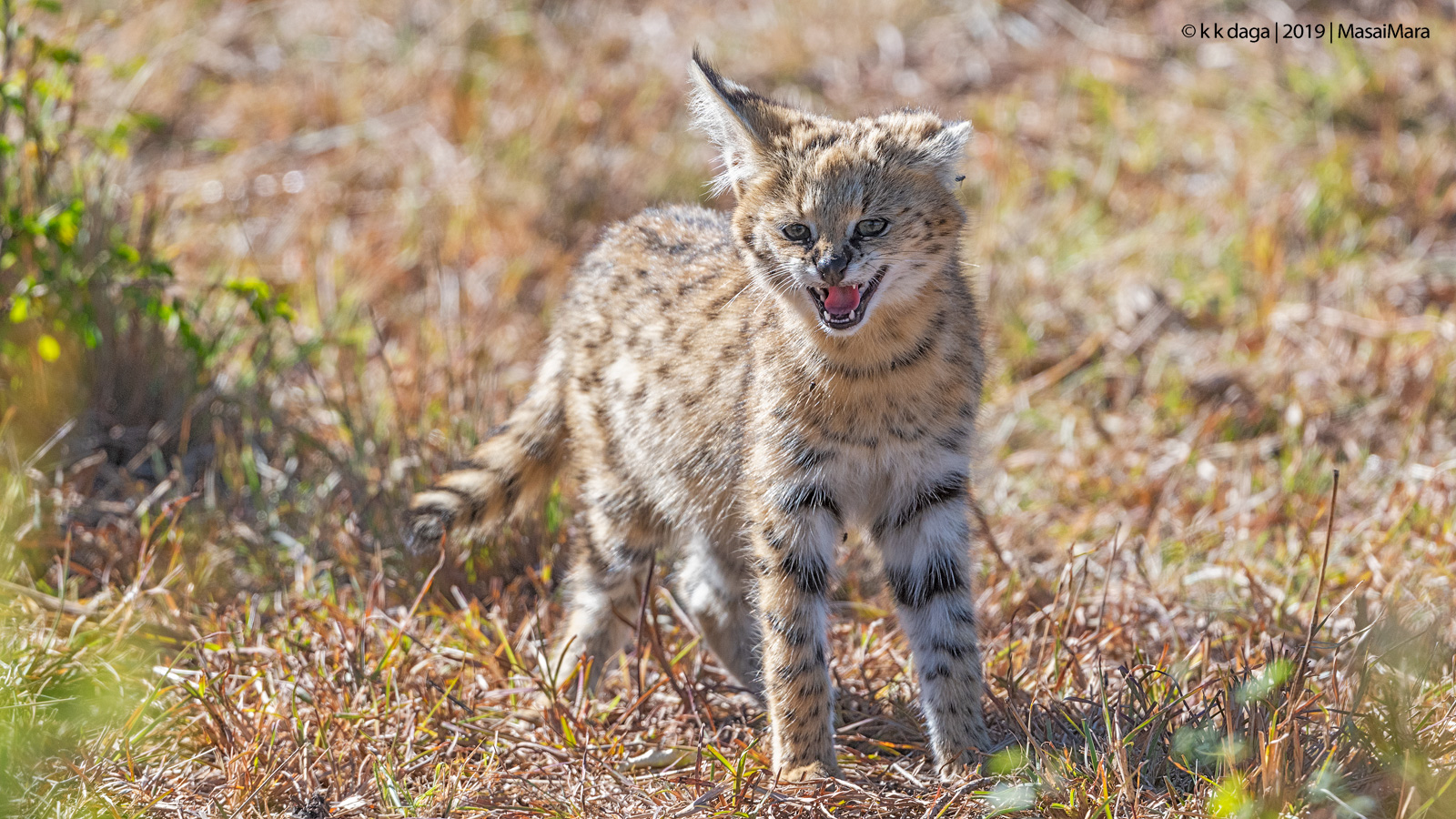 Serval Cat Baby in Masai Mara