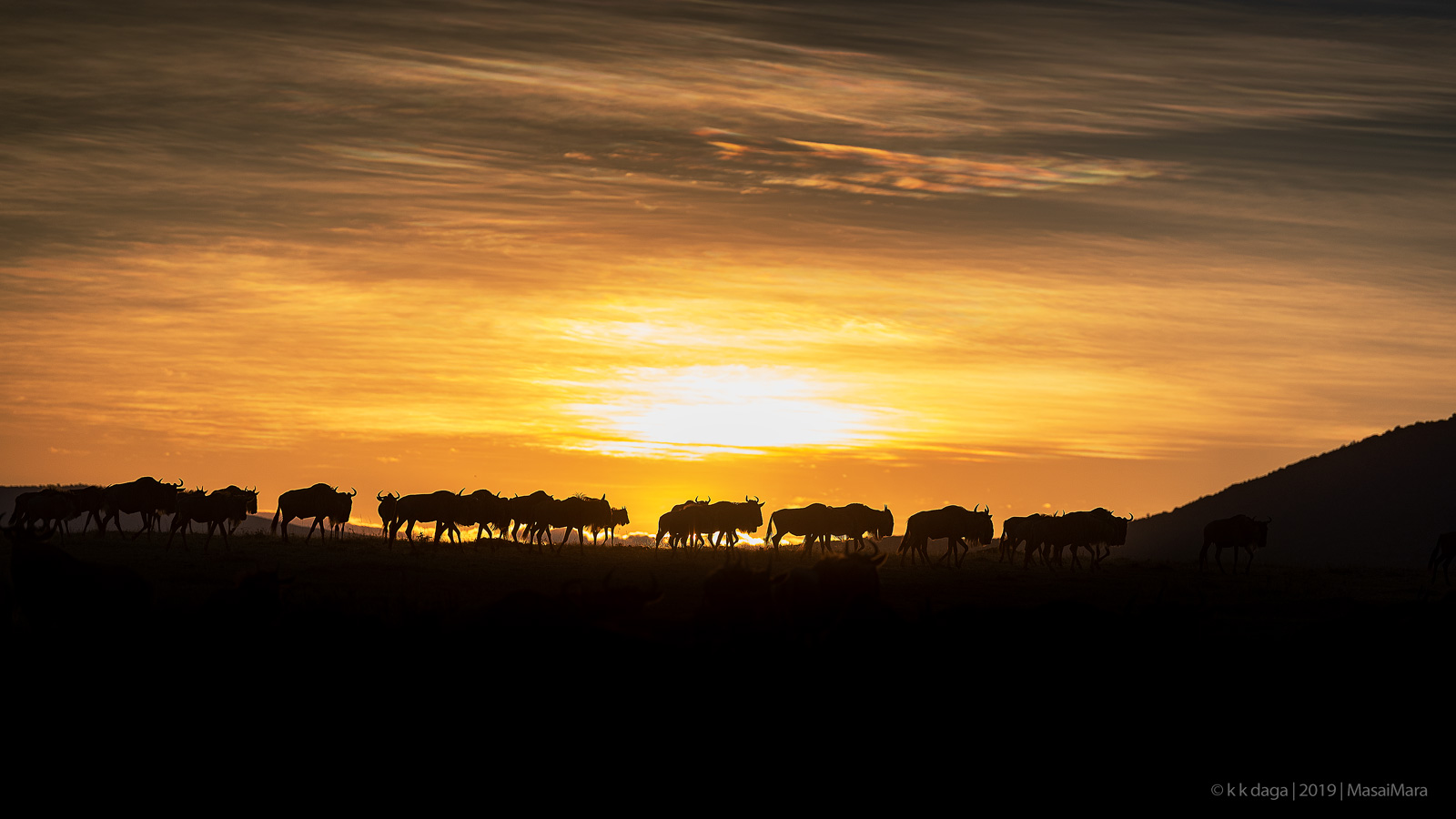 Wilderbeast during sunrise at Masaimara