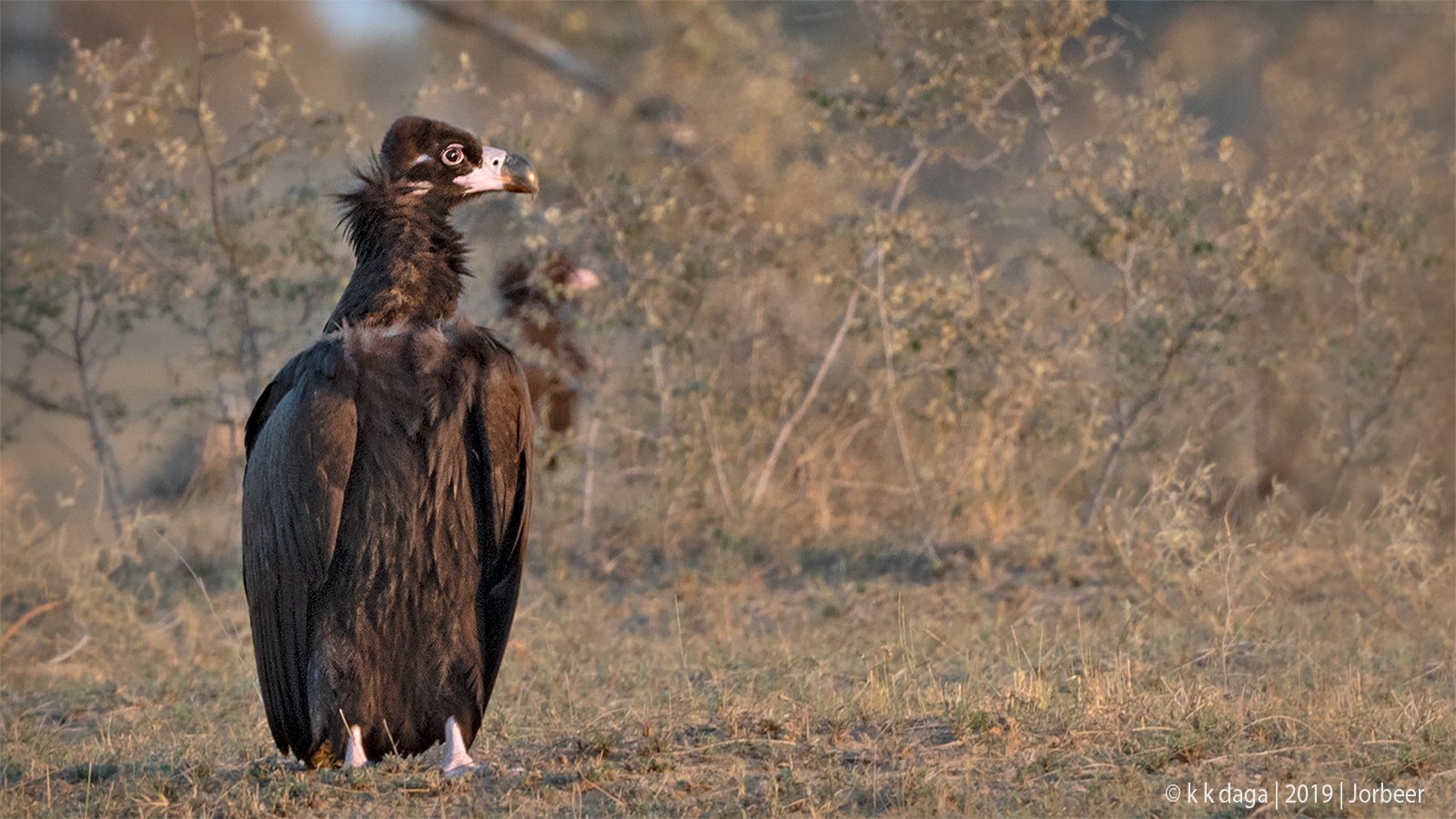 Cinereous Vulture a winter migratory bird of Jorbeer in Rajasthan