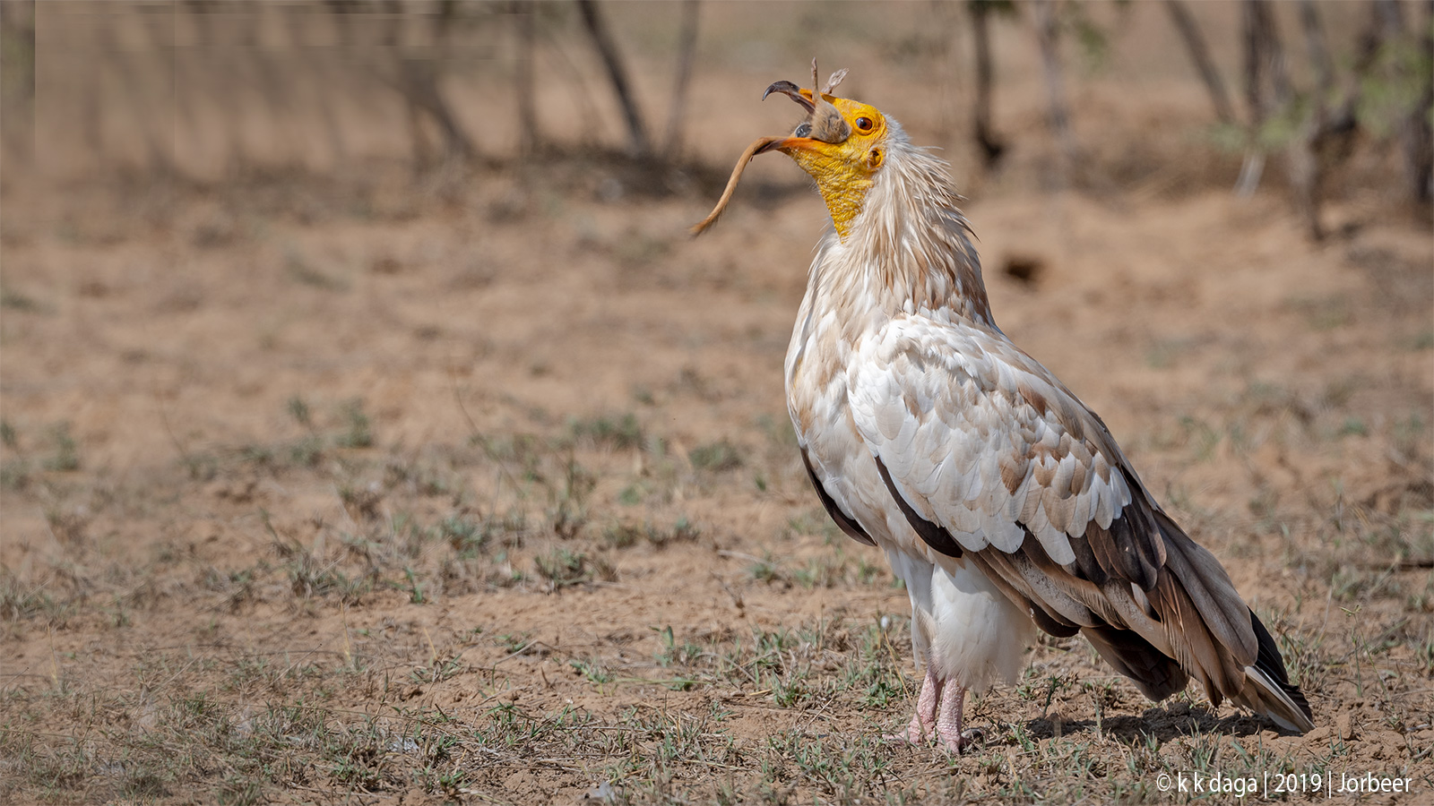 Egyptian Vulture a winter migratory bird of Jorbeer in Rajasthan