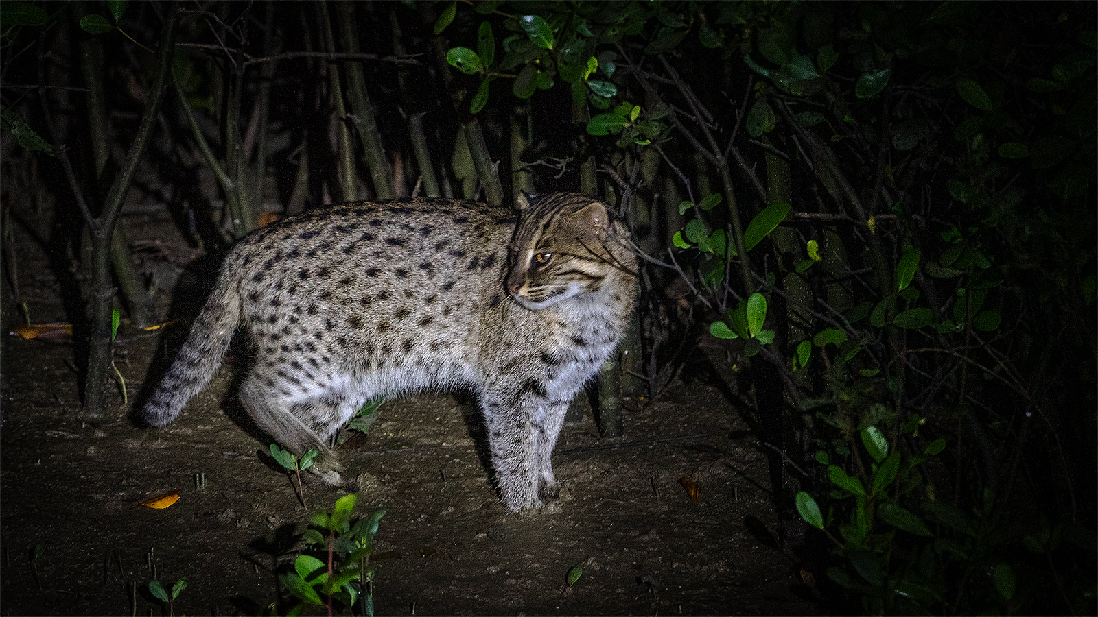 Fishing Cat in Bhitarkanika Mangrove Forest