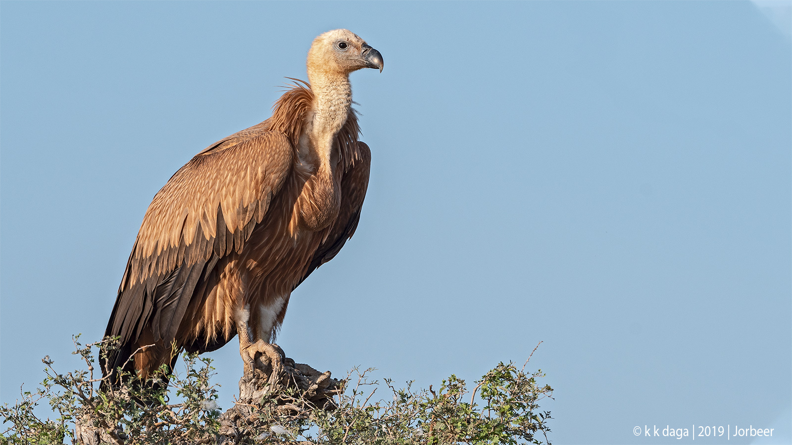 Himalayan Griffon Vulture a winter migratory bird of Jorbeer in Rajasthan