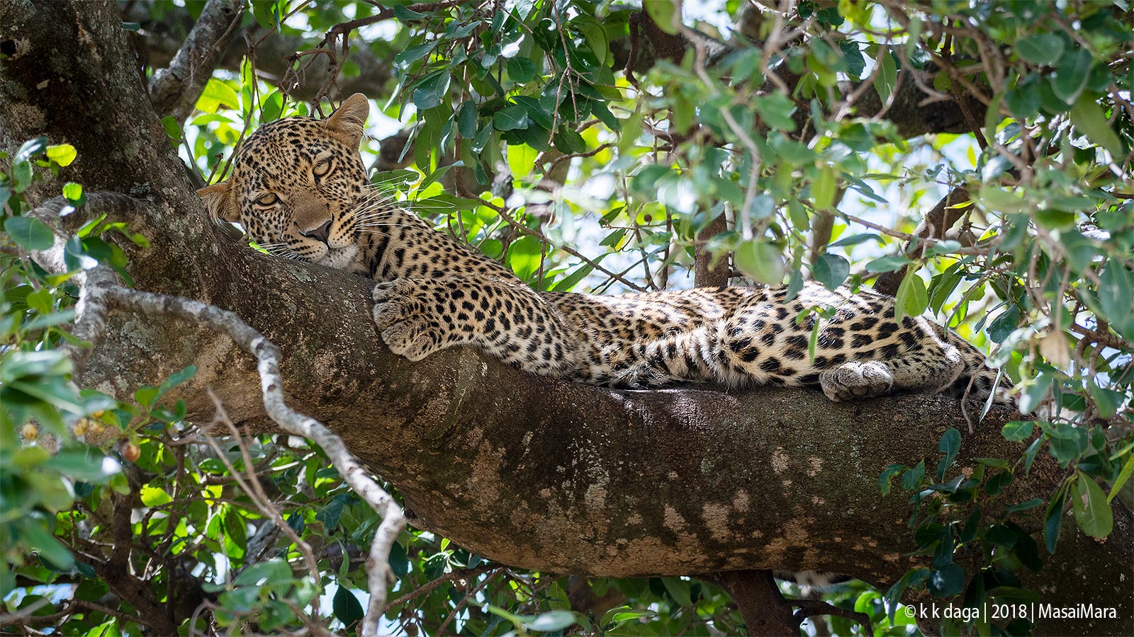 Leopard on tree in MasaiMara