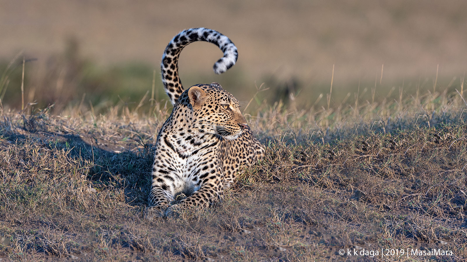 Leopard at MasaiMara