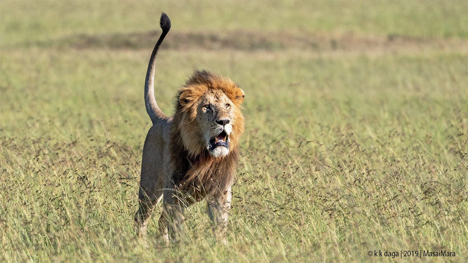 Lion in MasaiMara