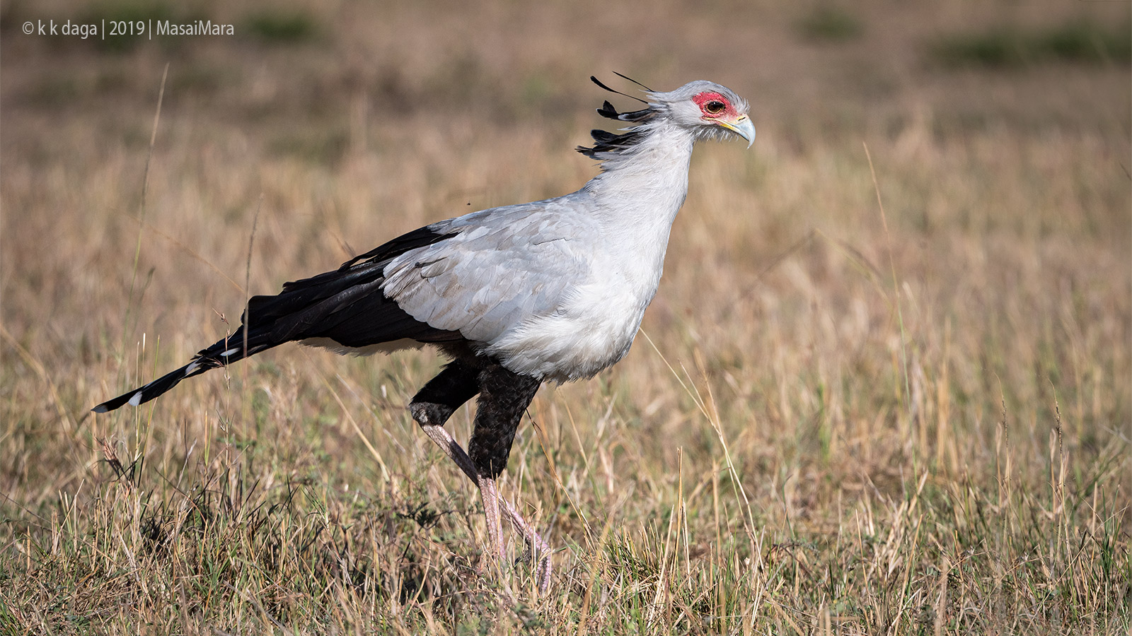 Secretary Bird in MasaiMara