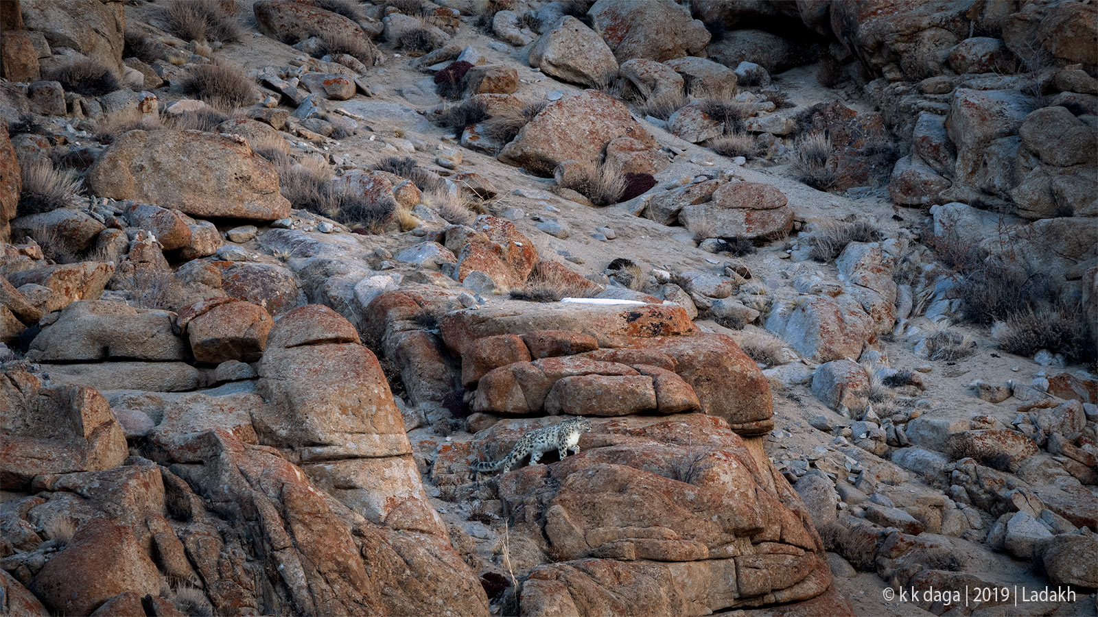 Snow Leopard in Ladakh