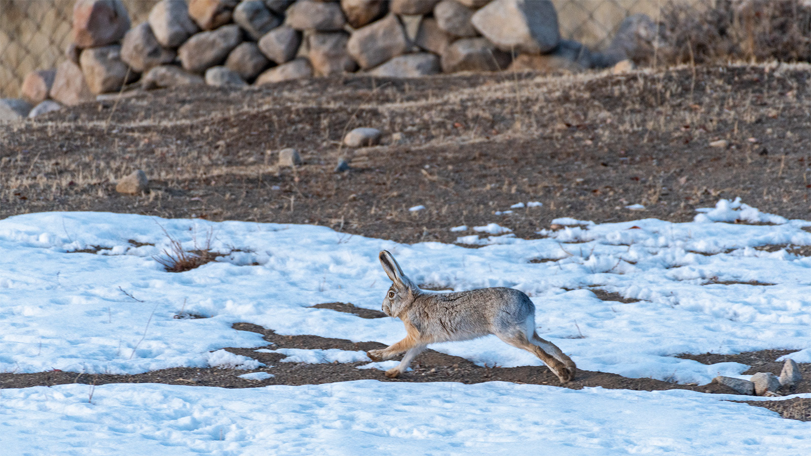 Wooly Hare in Ladakh