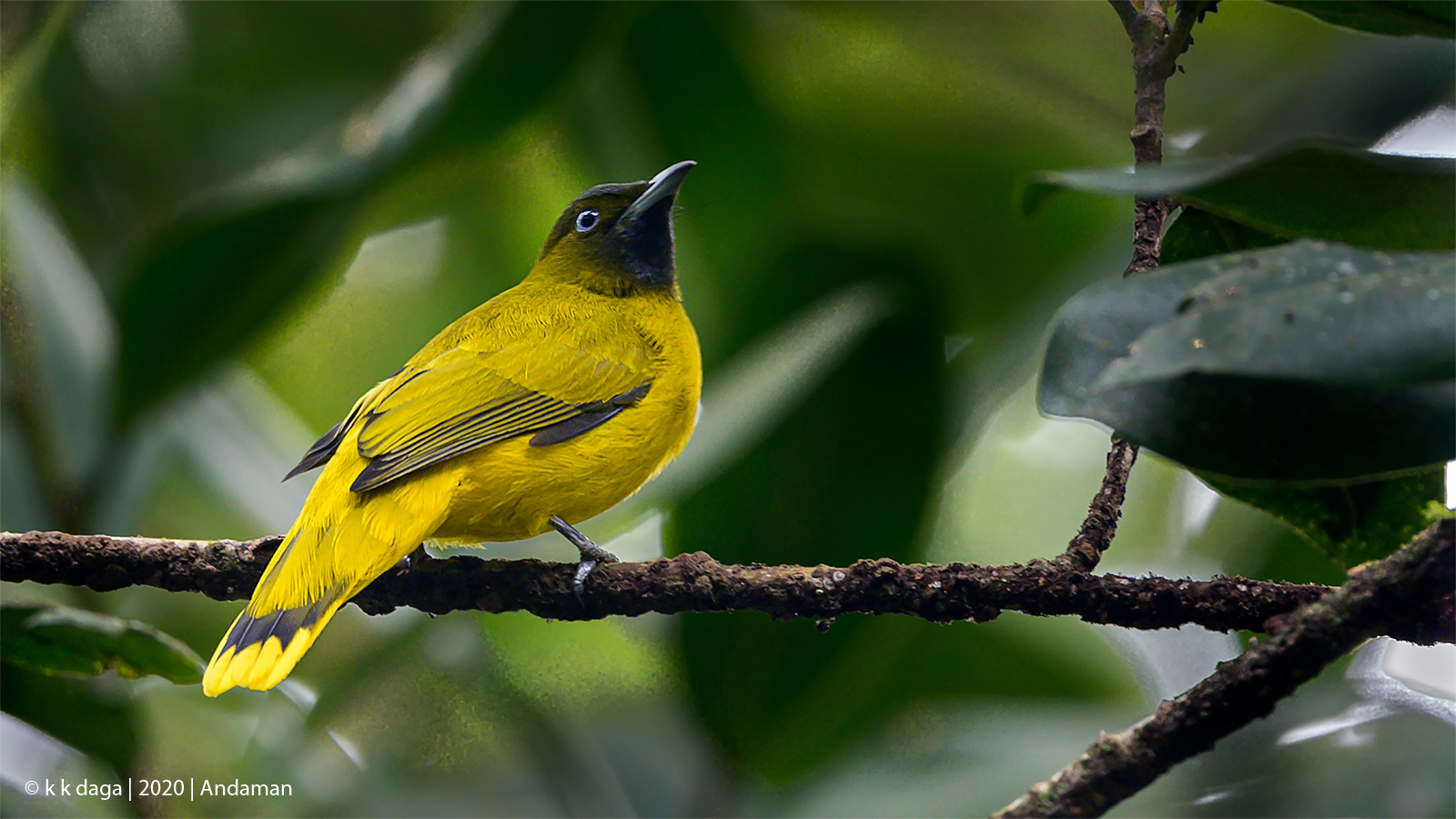 Andaman Bulbul in PortBlair