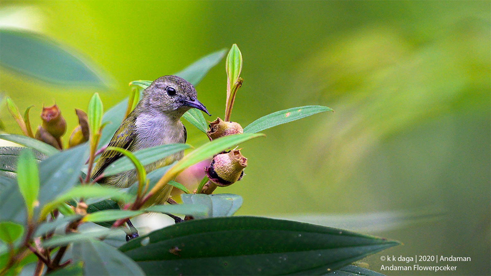 Andaman Flowepecker from Andaman