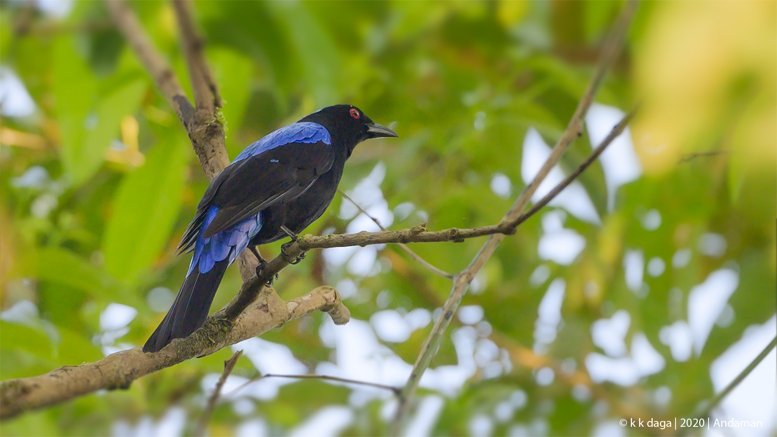 Asian Fairy Blue Bird in Port Blair