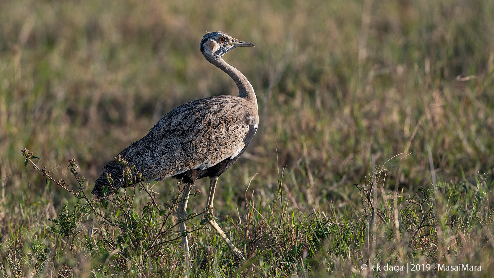 Black Bellied Bustard in MasaiMara