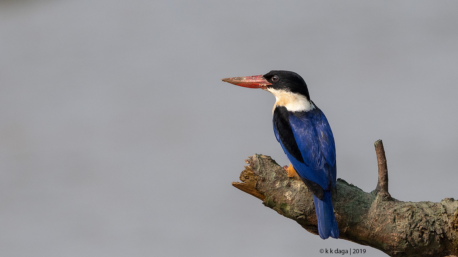 Black Capped Kingfisher at Bhitarkanika