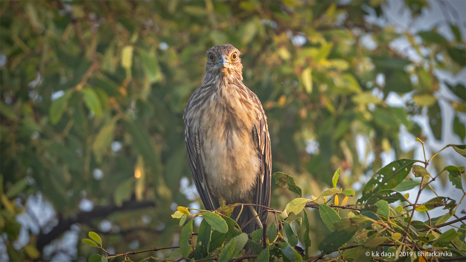 Booted Eagle at Bhitarkanika