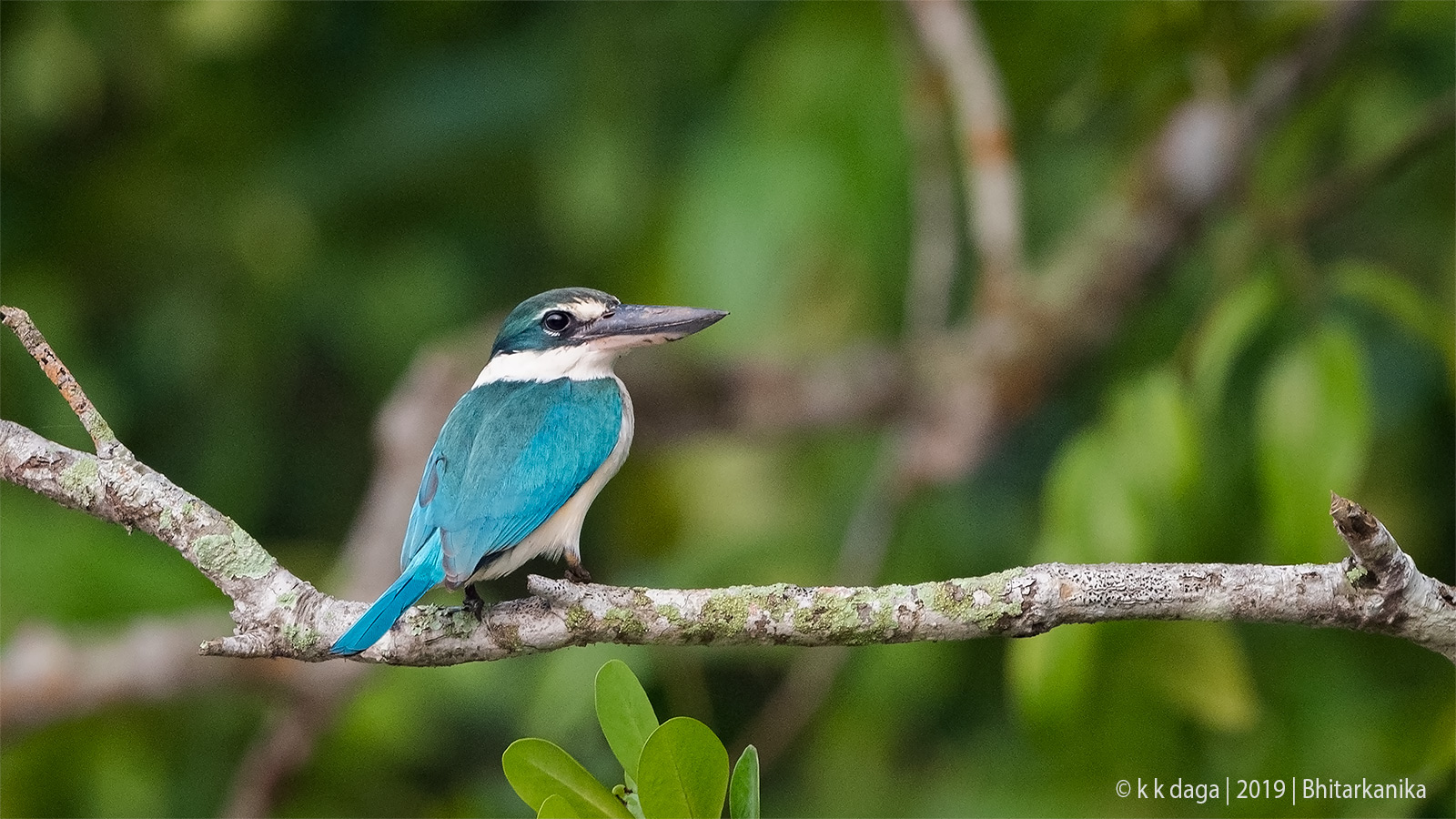 Collared Kingfisher at Bhitarkanika