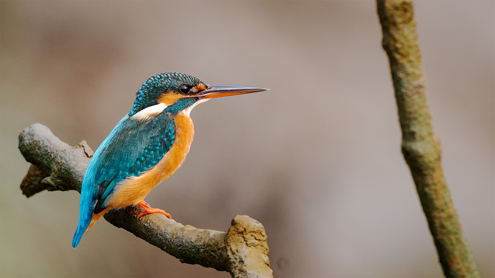 Common Kingfisher at Bhitarkanika