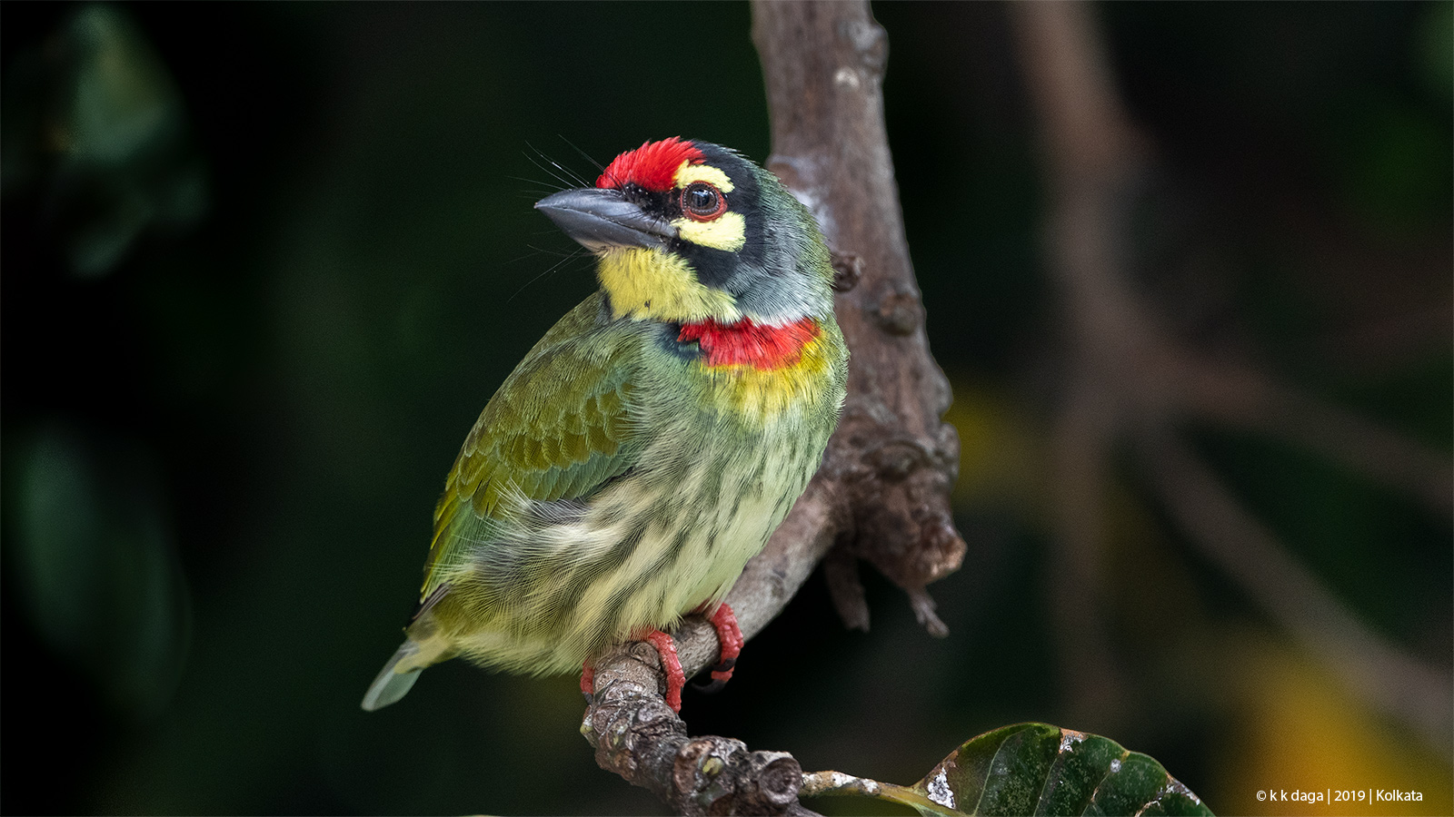 Coppersmith Barbet