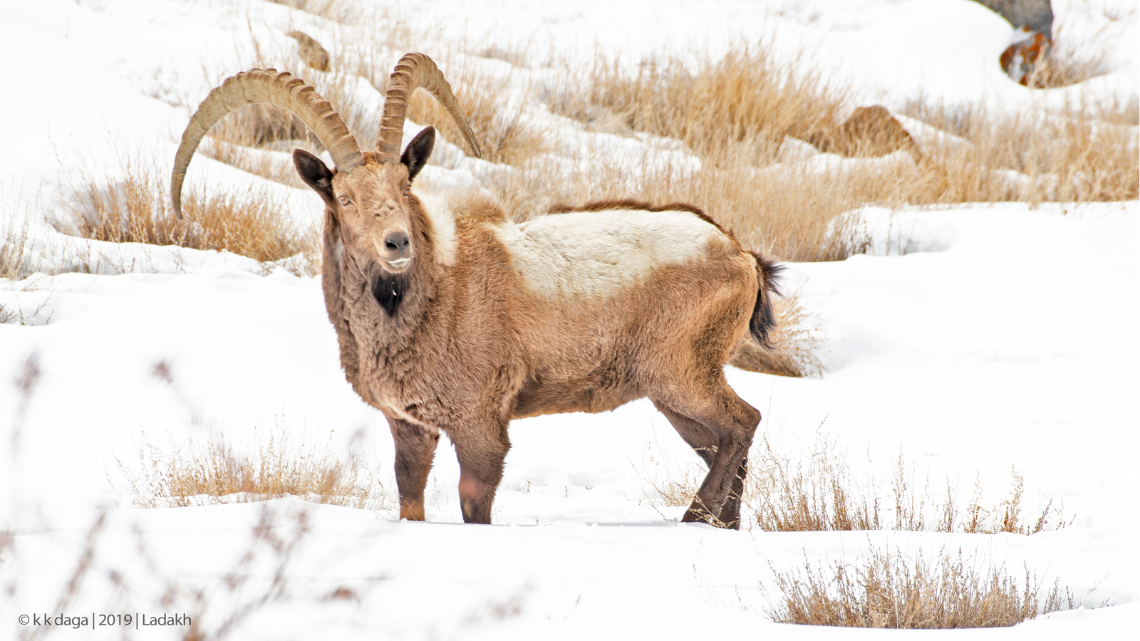 Ibex (Male) in Ladakh