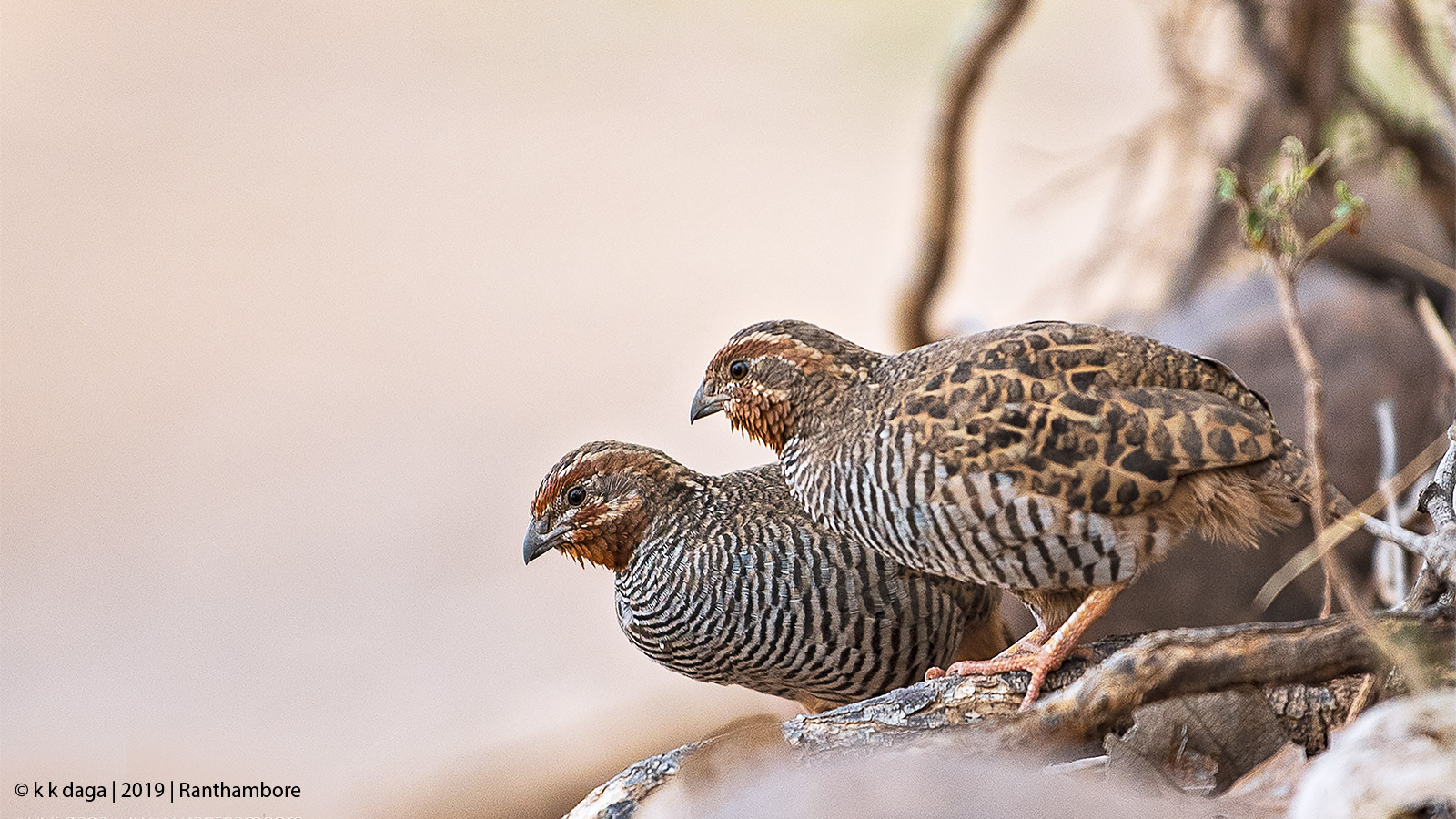 Jungle Bush Quail at Ranthambore