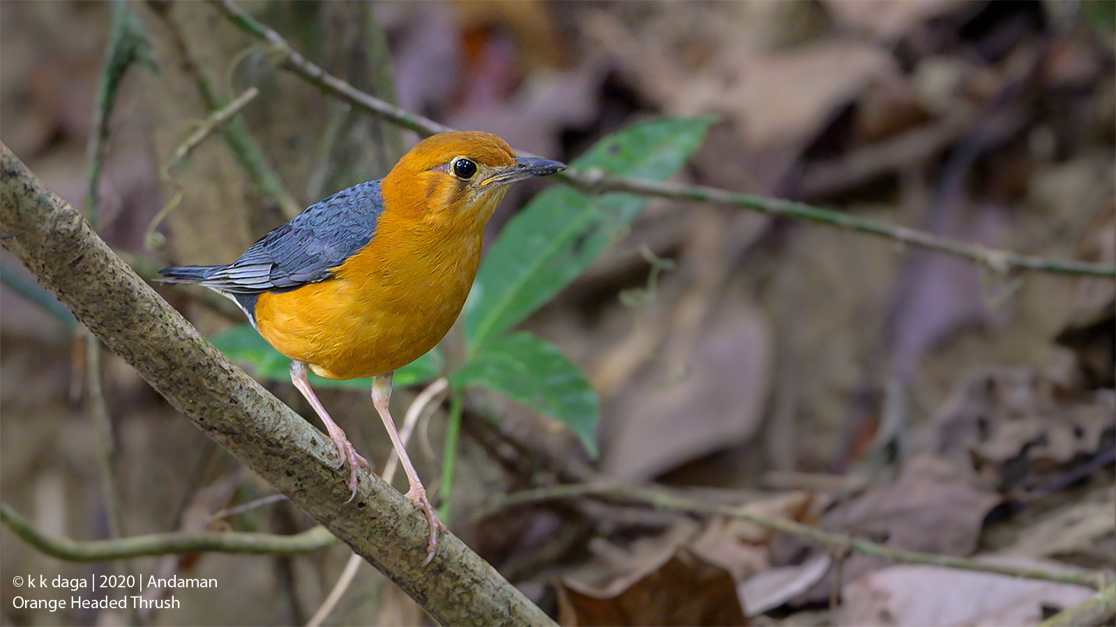 Orange Headed Thrush from Andaman