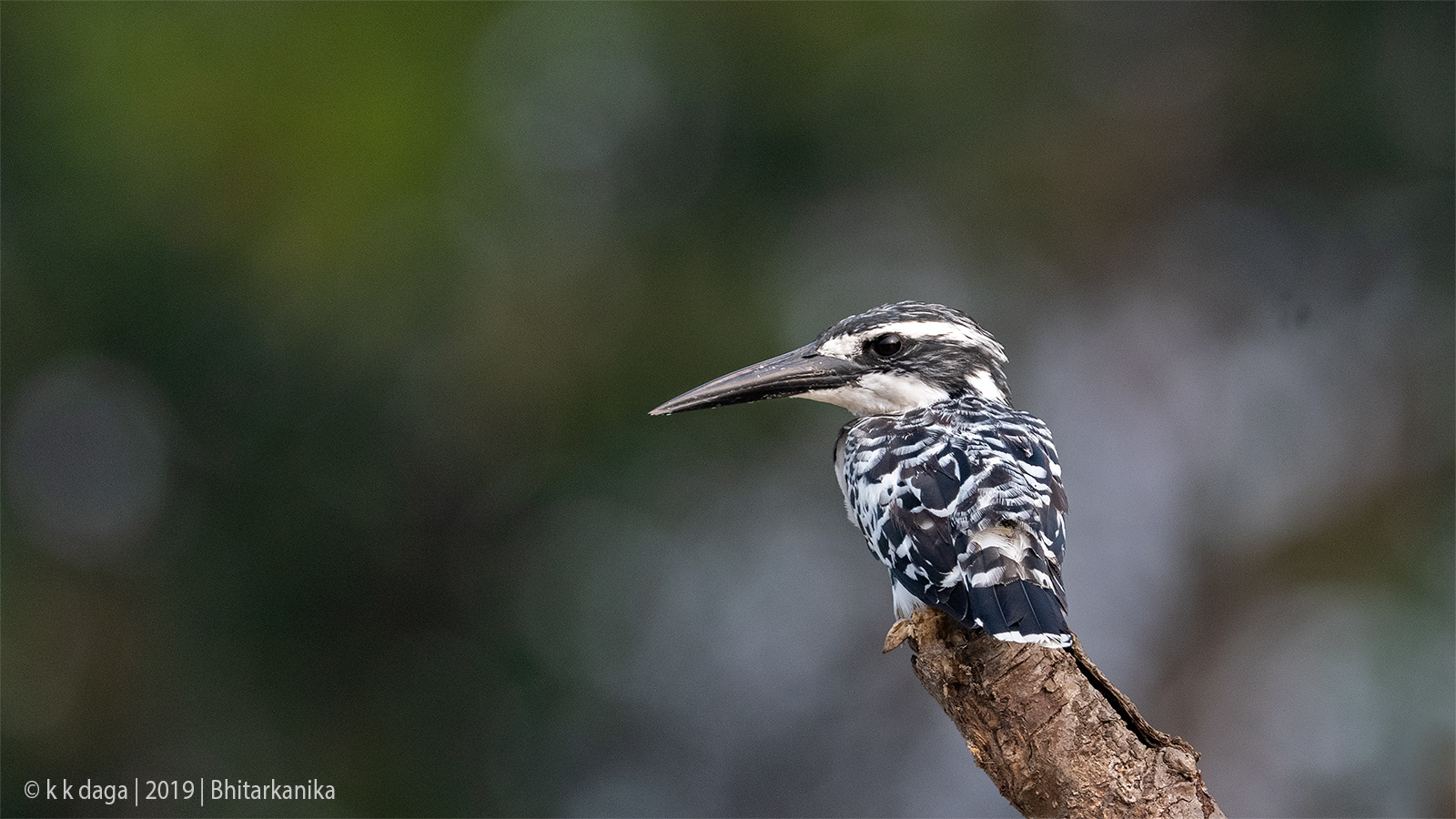 Pied Kingfisher at Bhitarkanika