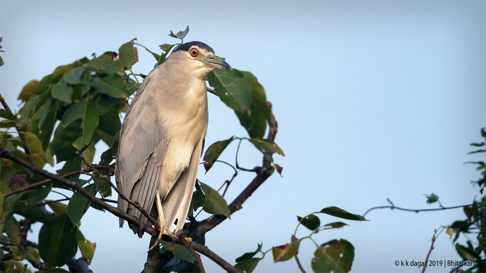 Pond Heron at Bhitarkanika