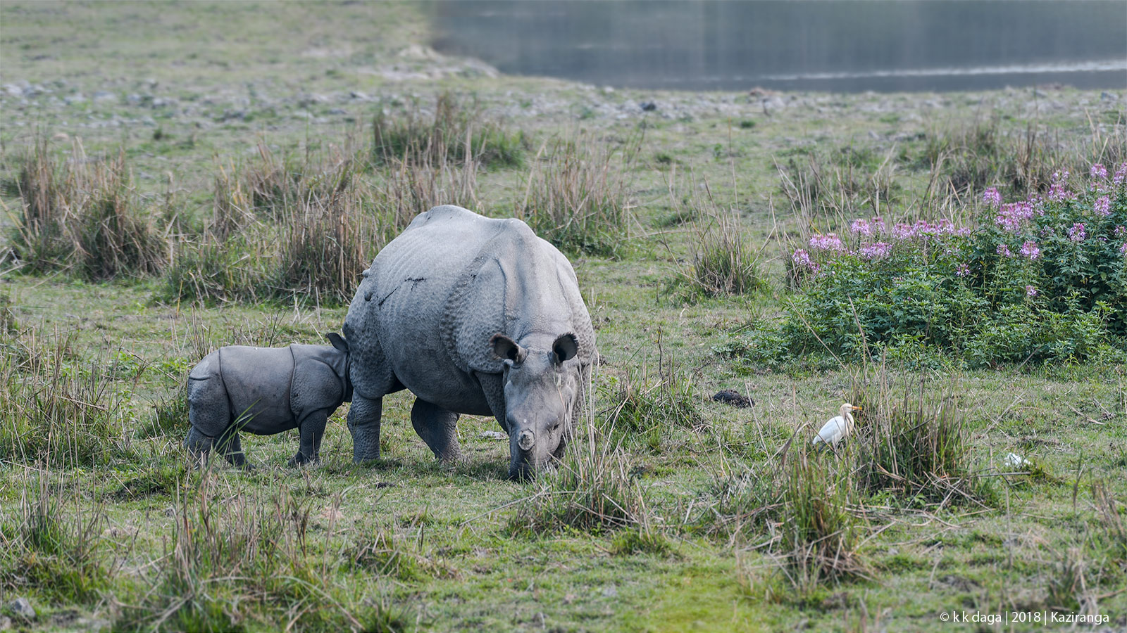 Rhino mother with calf in Kaziranga