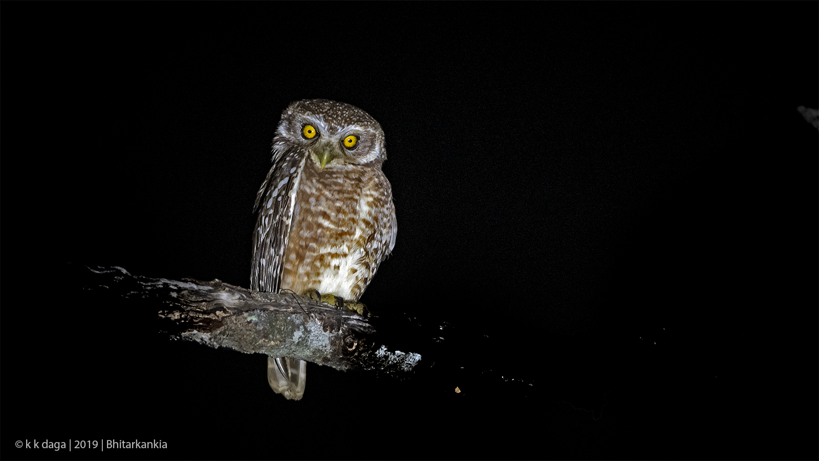 Spotted Owlet at Bhitarkanika in Orissa