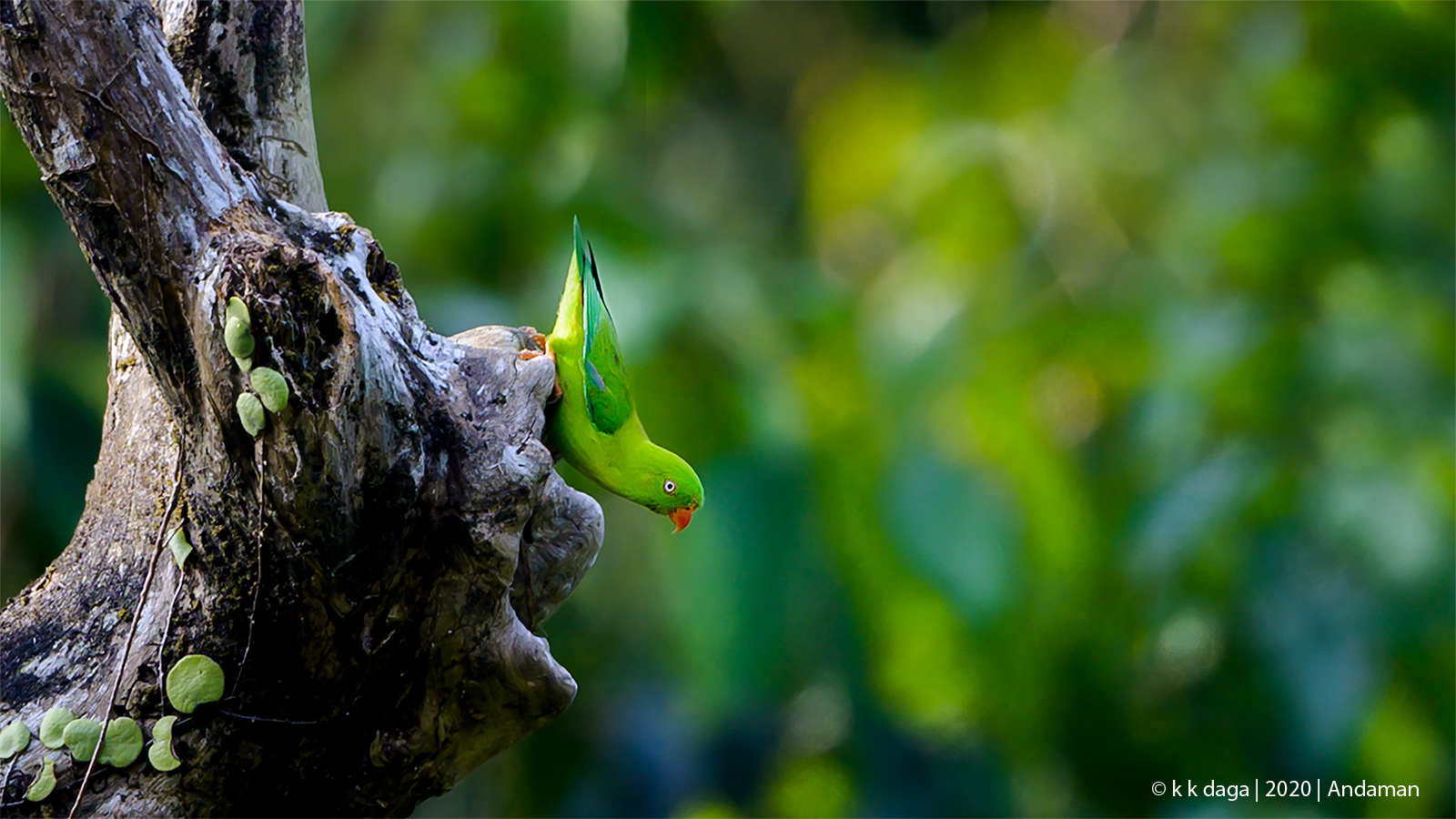 Vernal Hanging Parrot in Port Blair