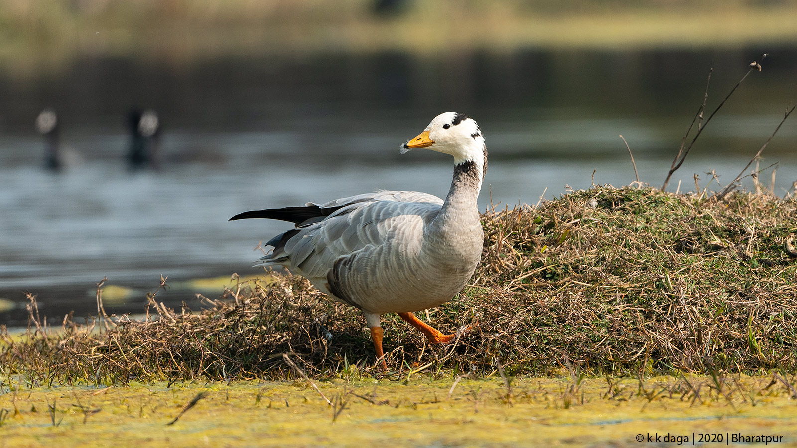 Bar Headed Goose at Bharatpur