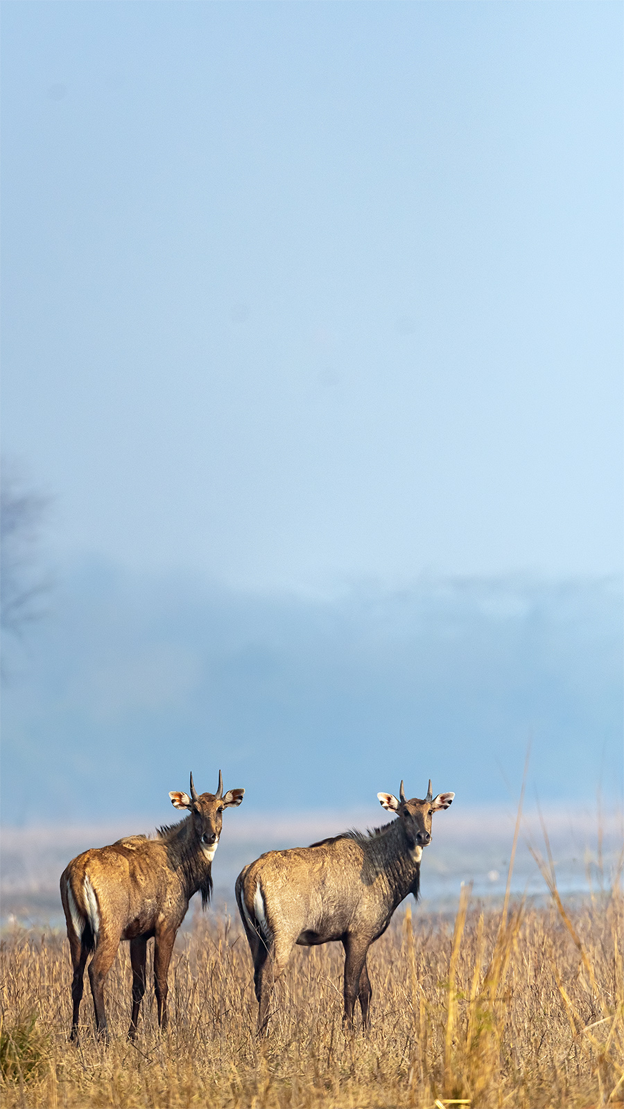 Blue Bull at Bharatpur