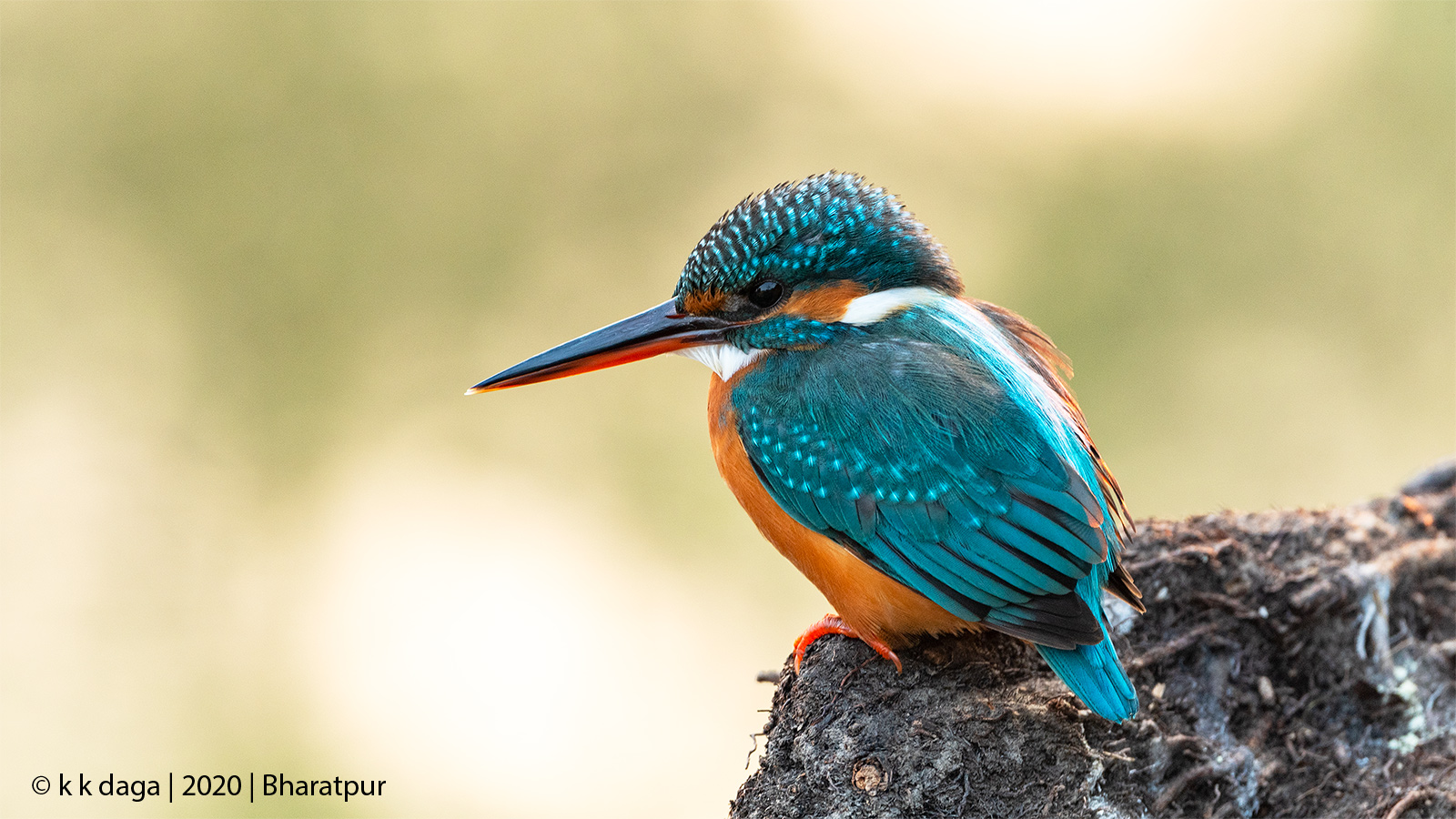 Common Kingfisher at Bharatpur