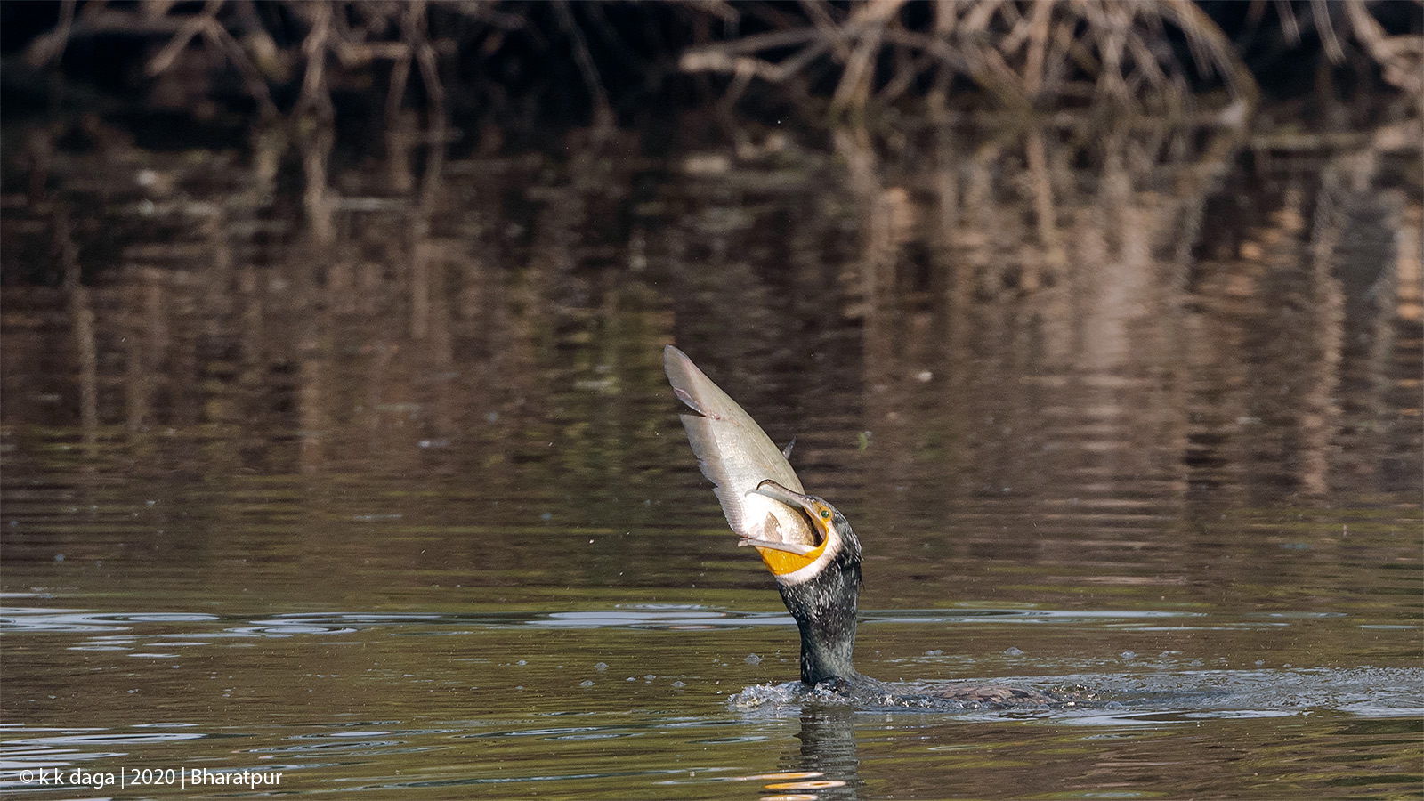 Cormorant with fish at Bharatpur