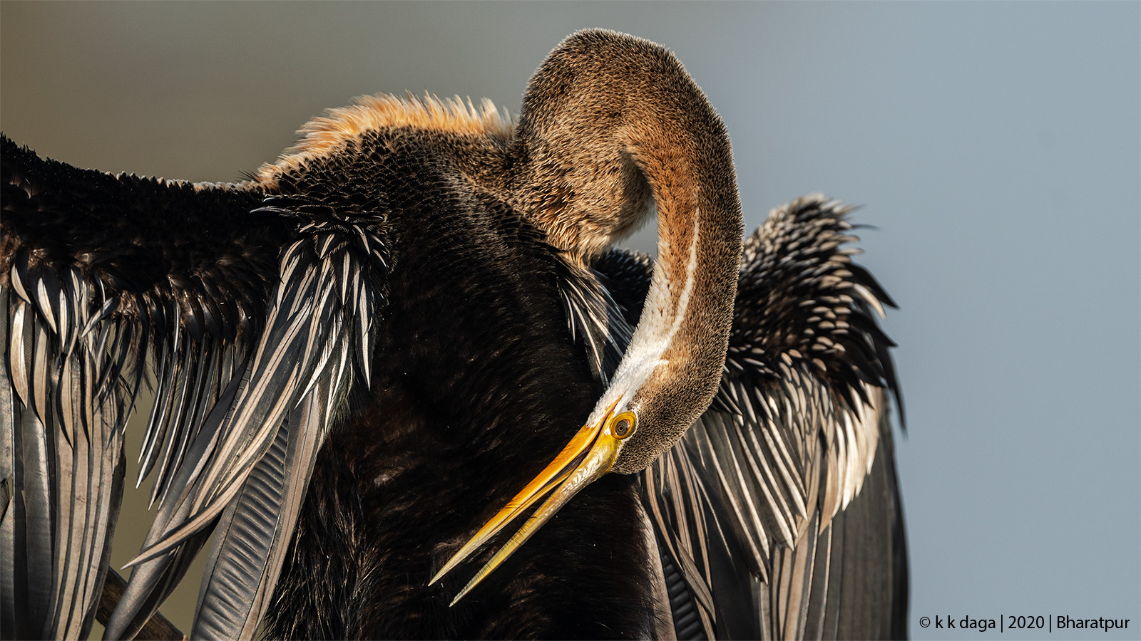 Darter Prinning at Bharatpur