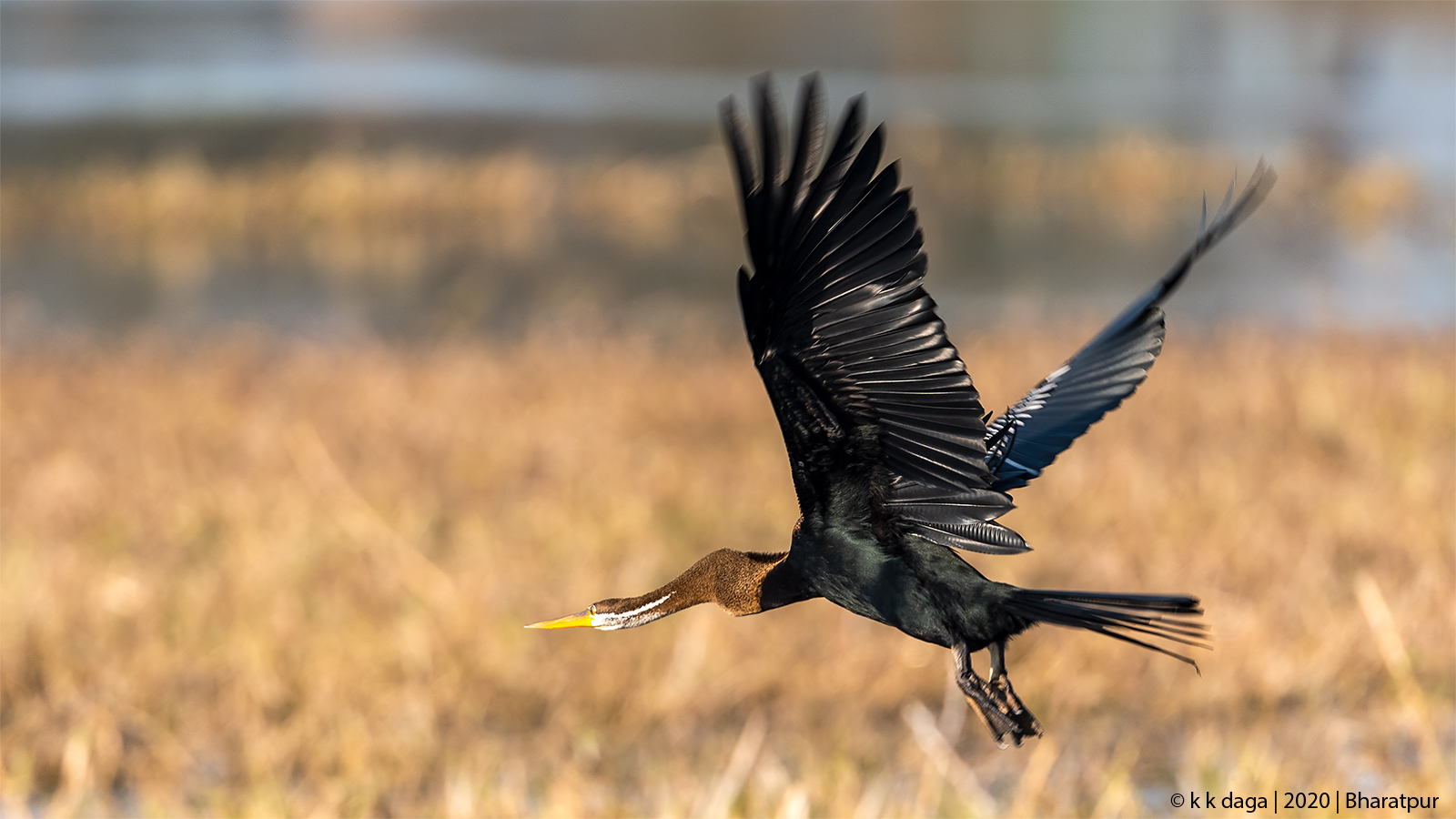 Darter flying at Bharatpur