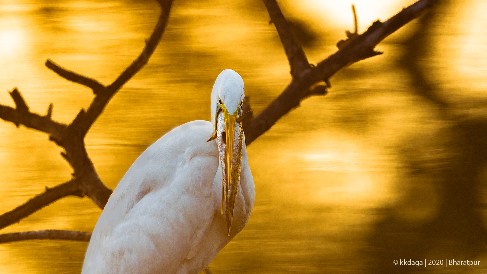 Egret with Fish at Bharatpur