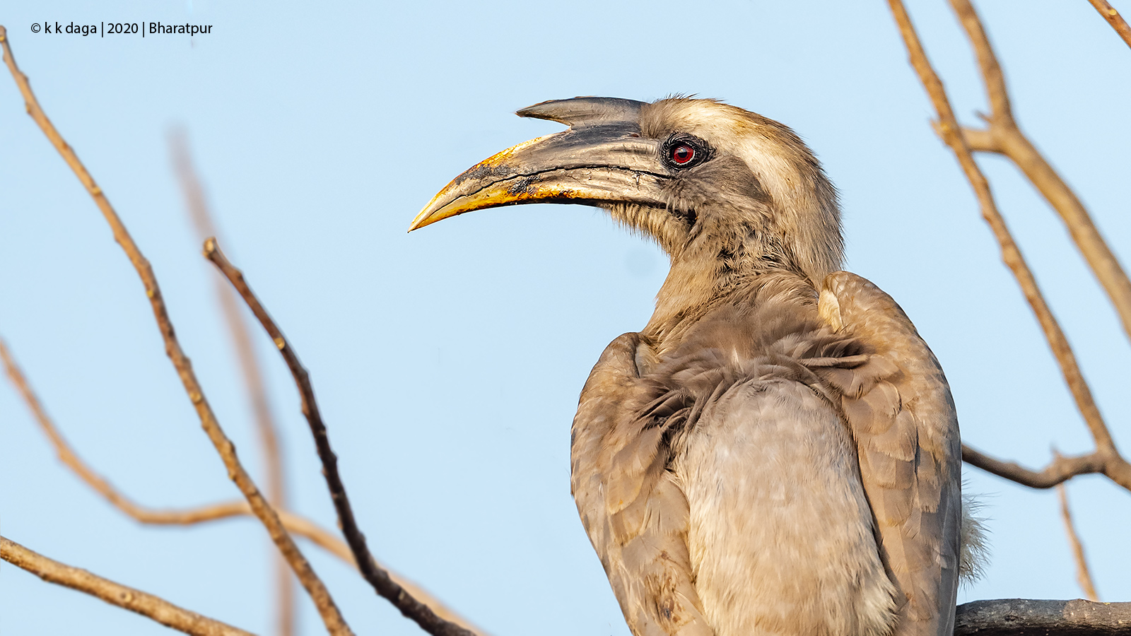 Grey Hornbill at Bharatpur