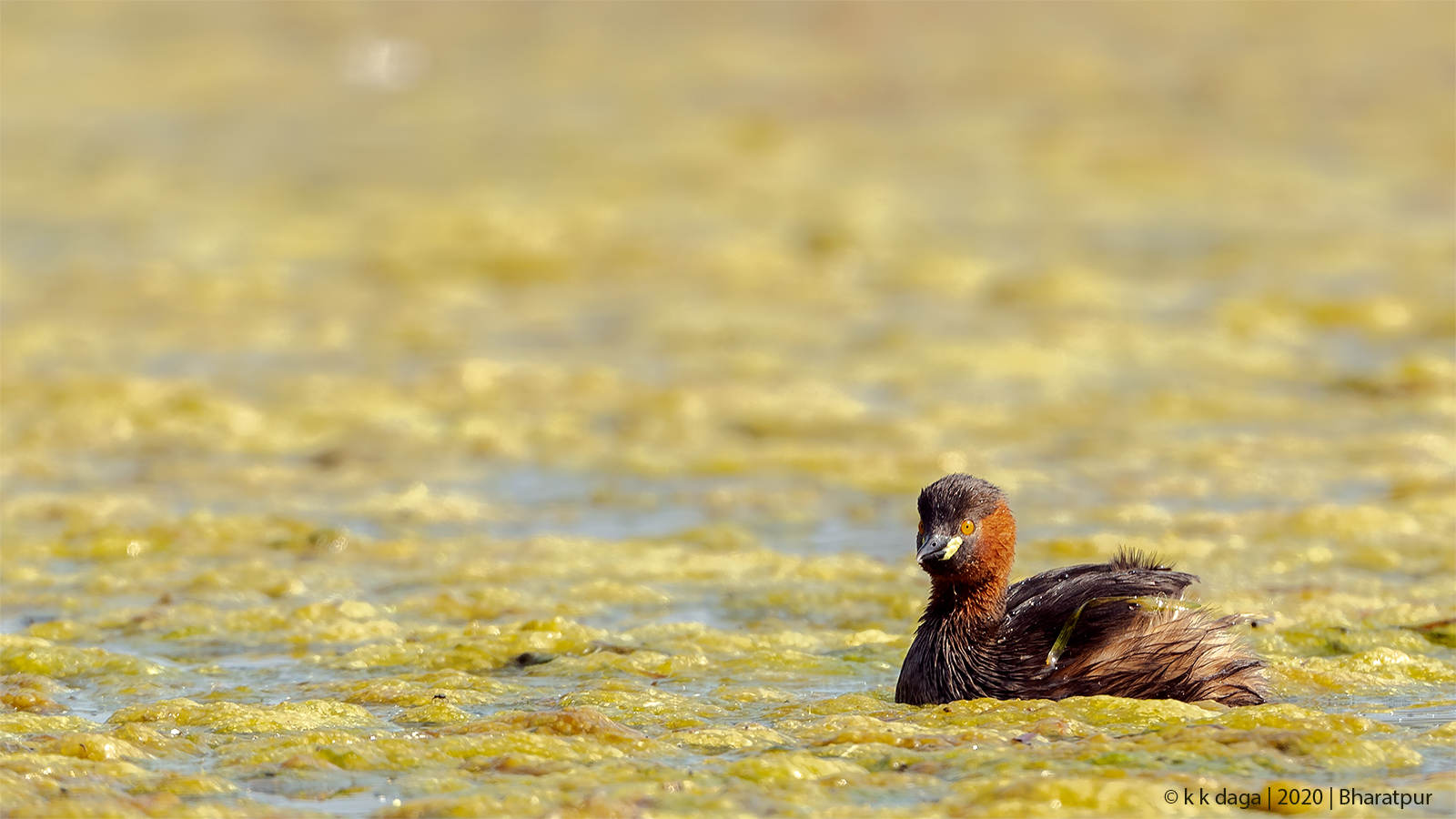 Little Grebe at Bharatpur