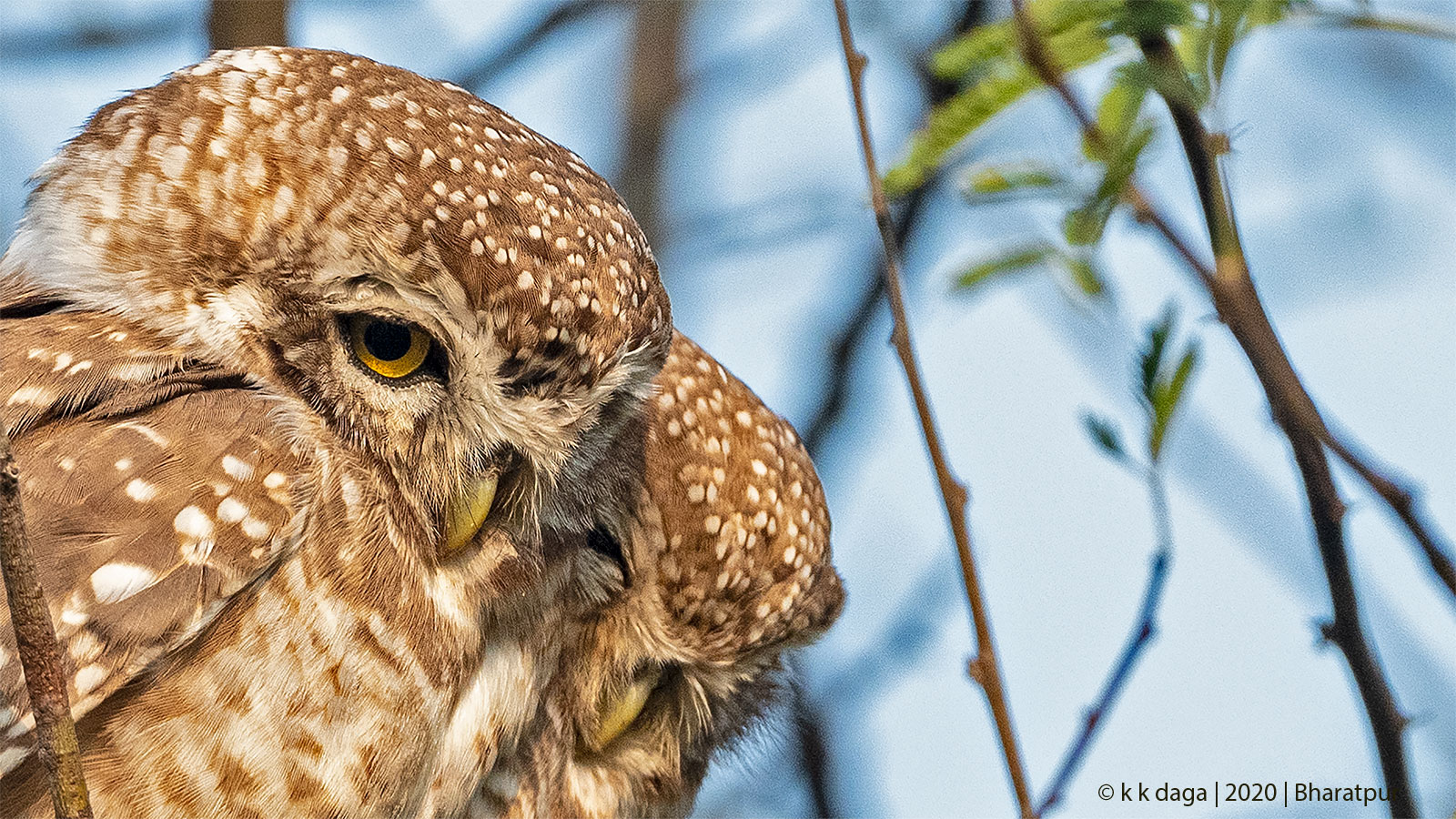 Spotted Owlet at Bharatpur