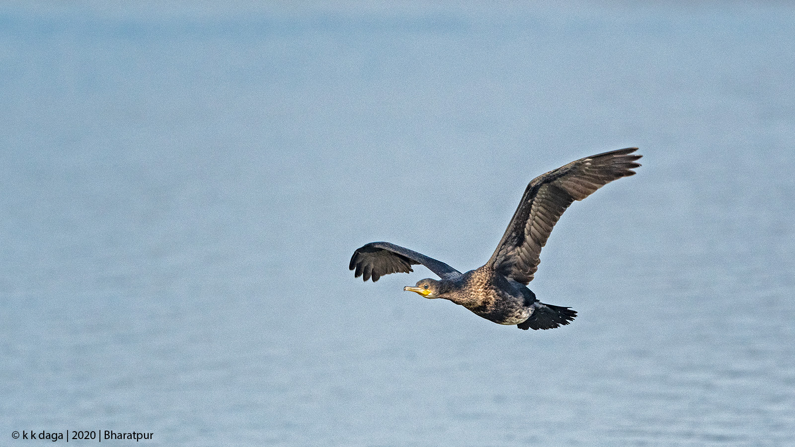 Cormorant at Bharatpur