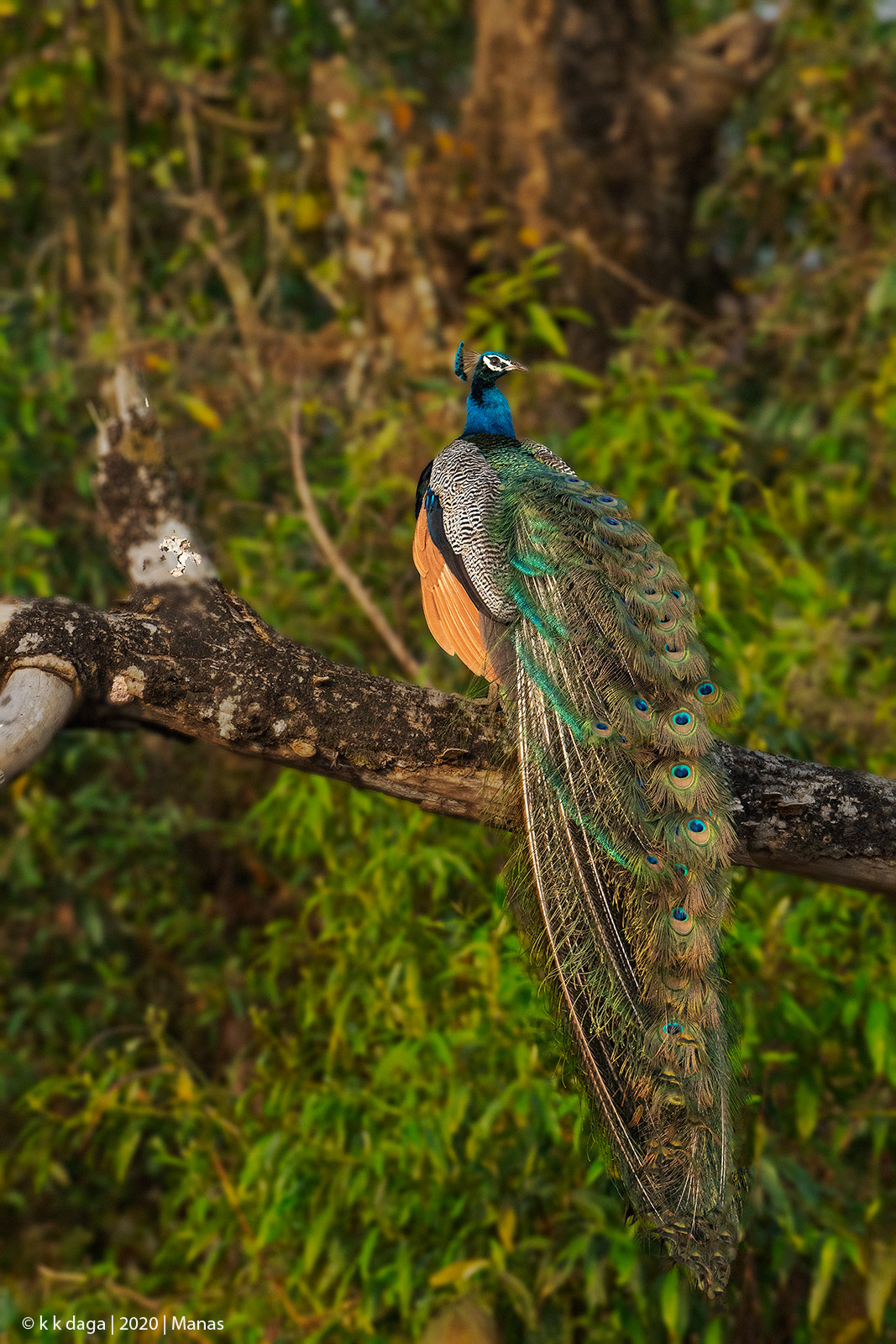 Peafowl, Manas National Park