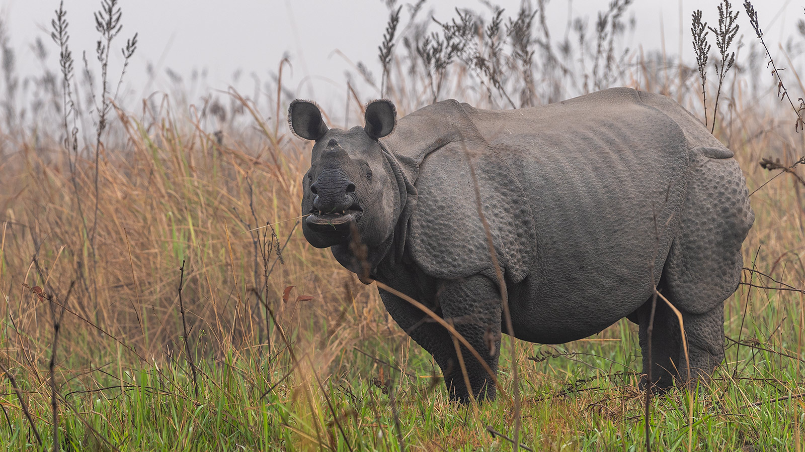 Rhino at Manas National Park