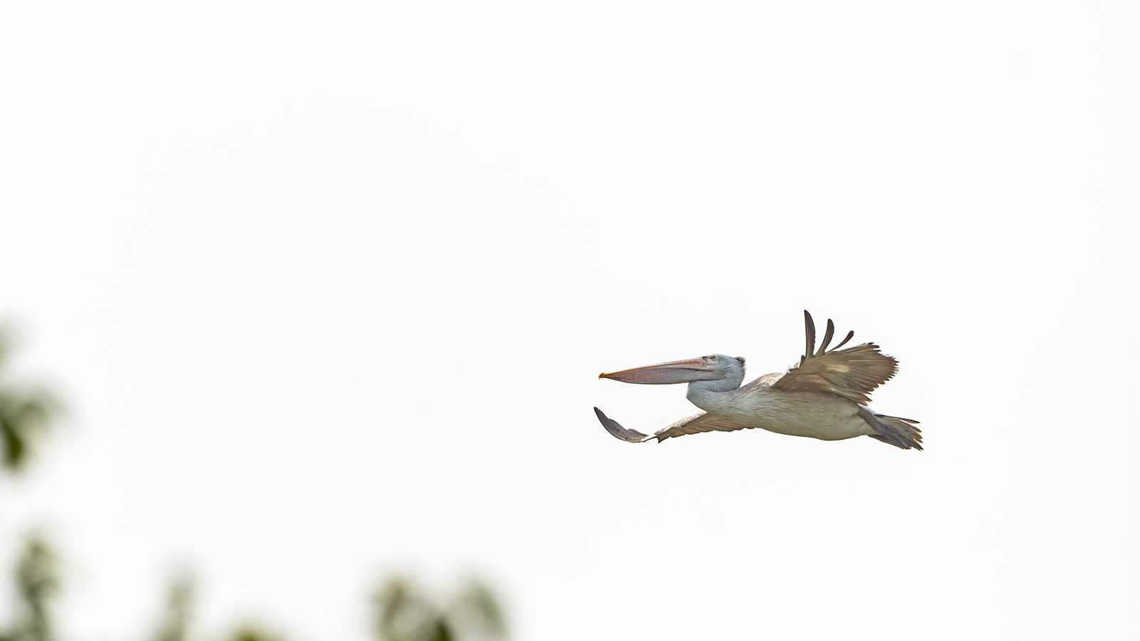 Spot Billed Pelican at Manas National Park