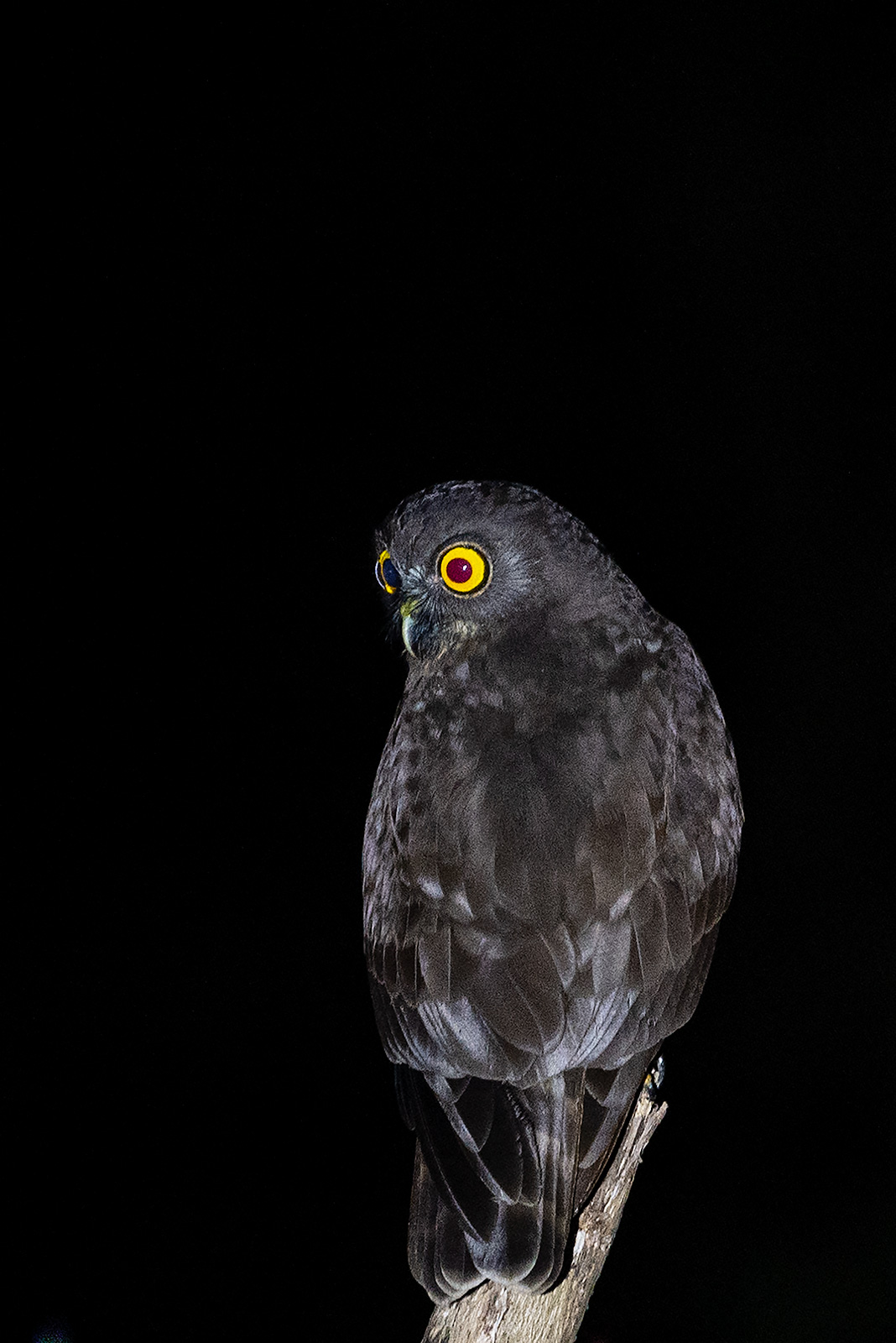 Andaman Hawk Owl from Andaman