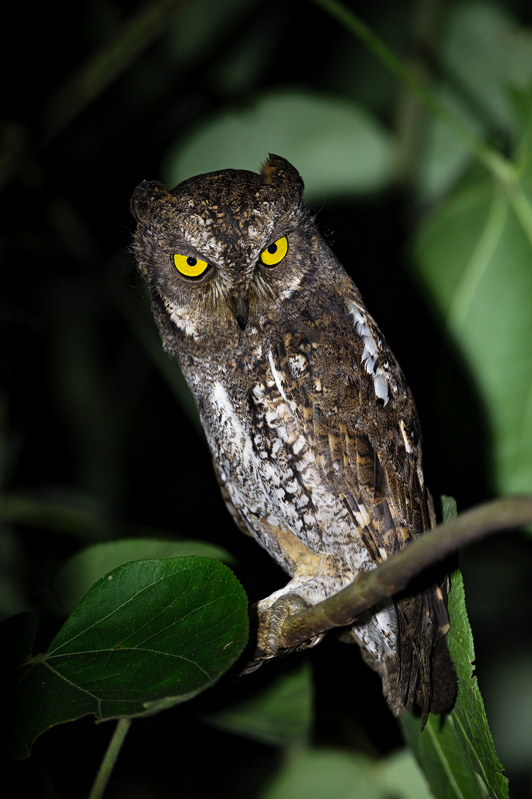 Andaman Scops Owl from Andaman