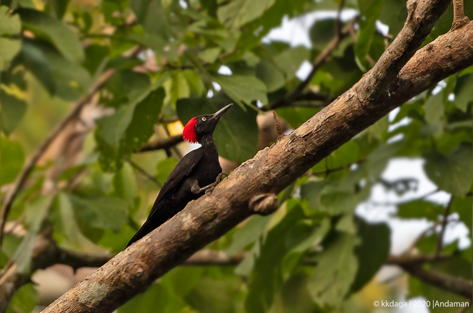 Andaman Woodpecker